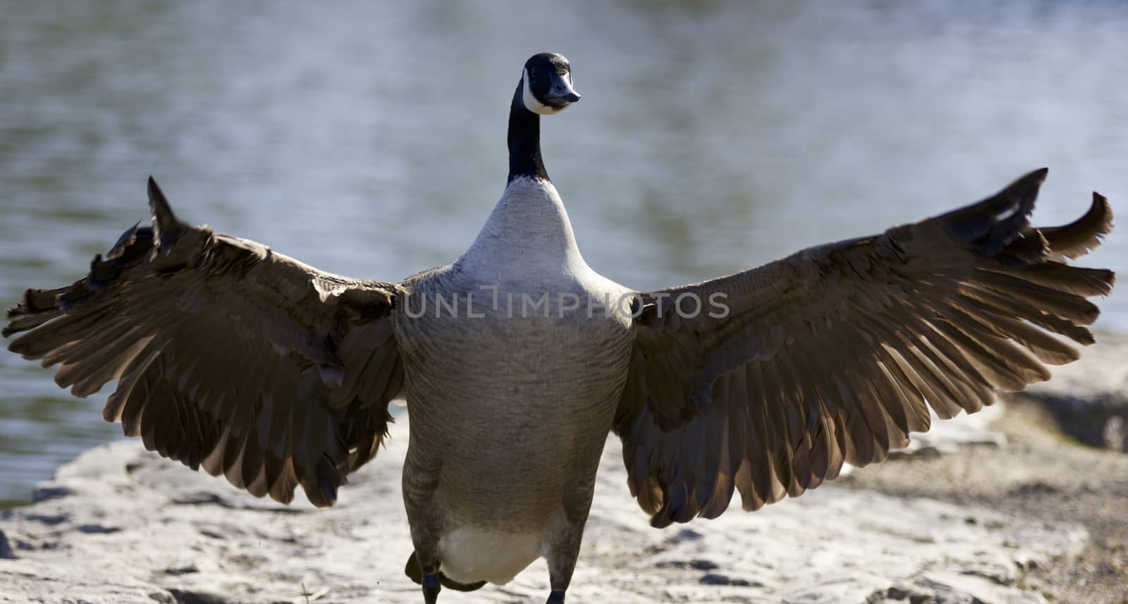 Background with a Canada goose with the wings opened