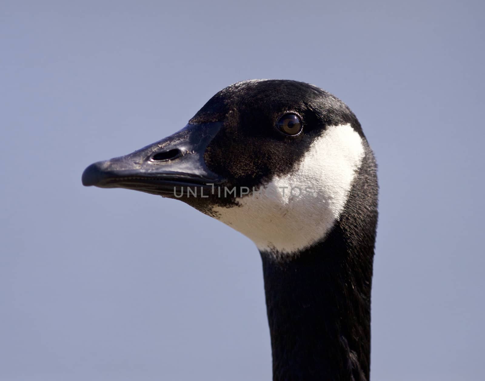 Isolated photo of a cute Canada goose by teo