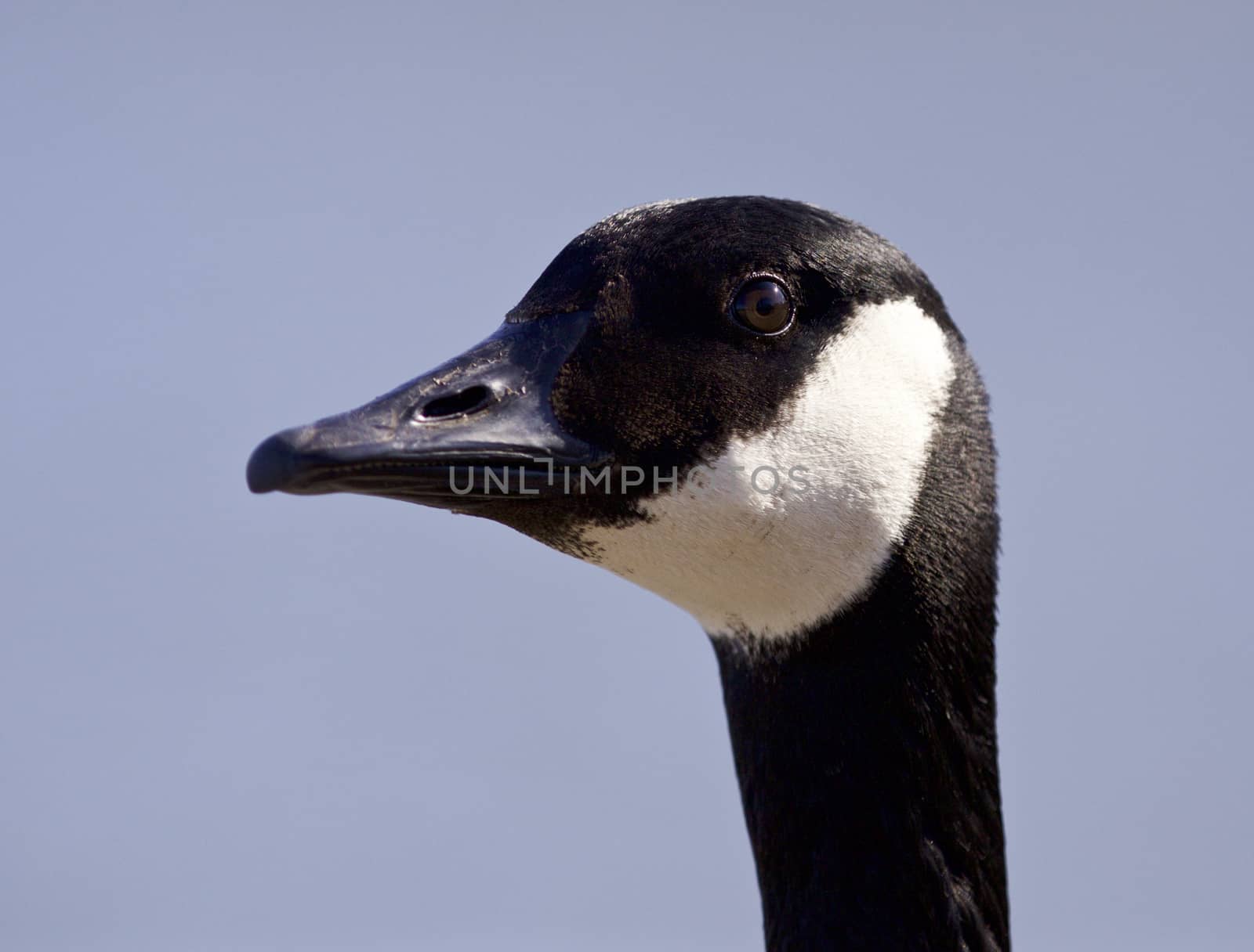 Isolated portrait of a cute Canada goose by teo