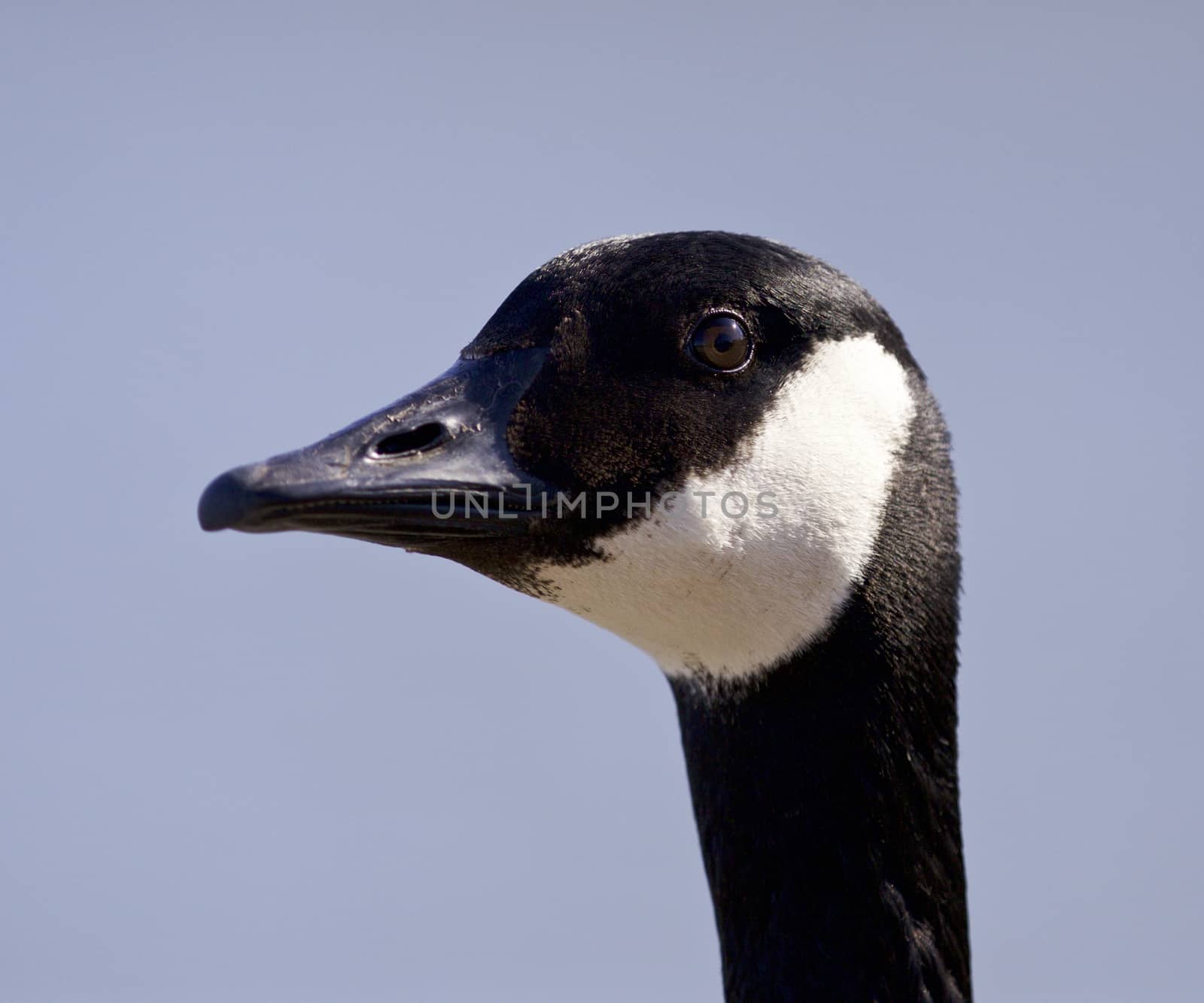 Isolated image with a cute Canada goose by teo