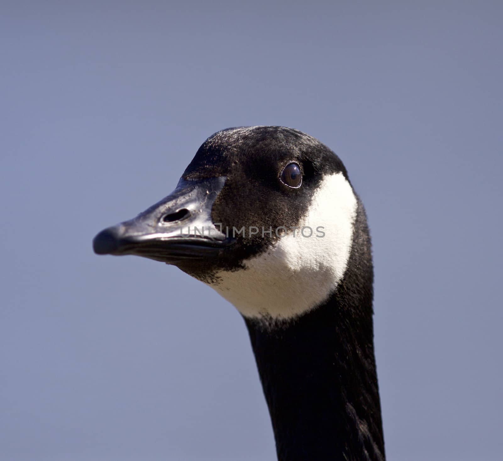 Funny portrait of a cute Canada goose by teo