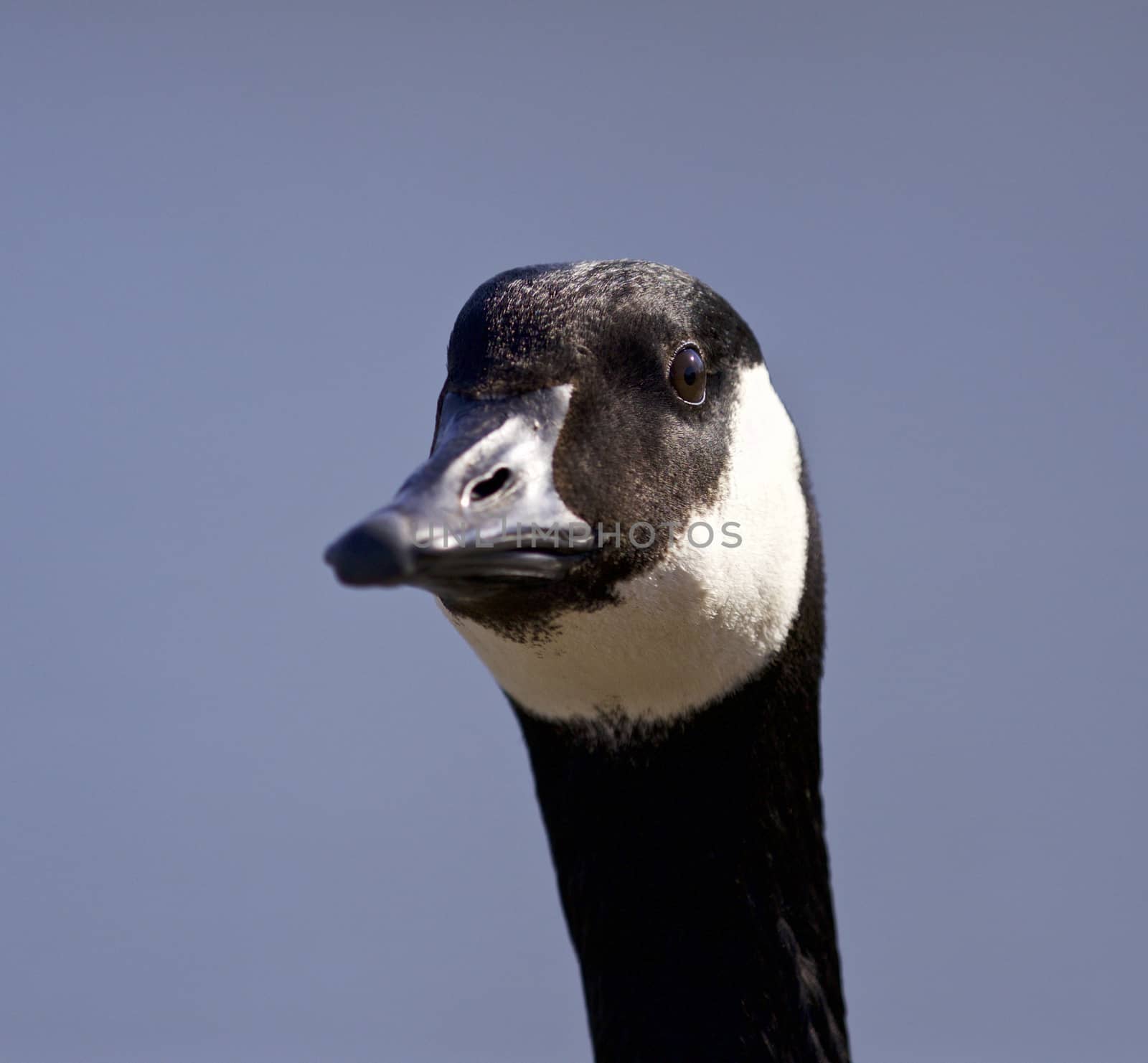 Isolated image with a cute Canada goose by teo