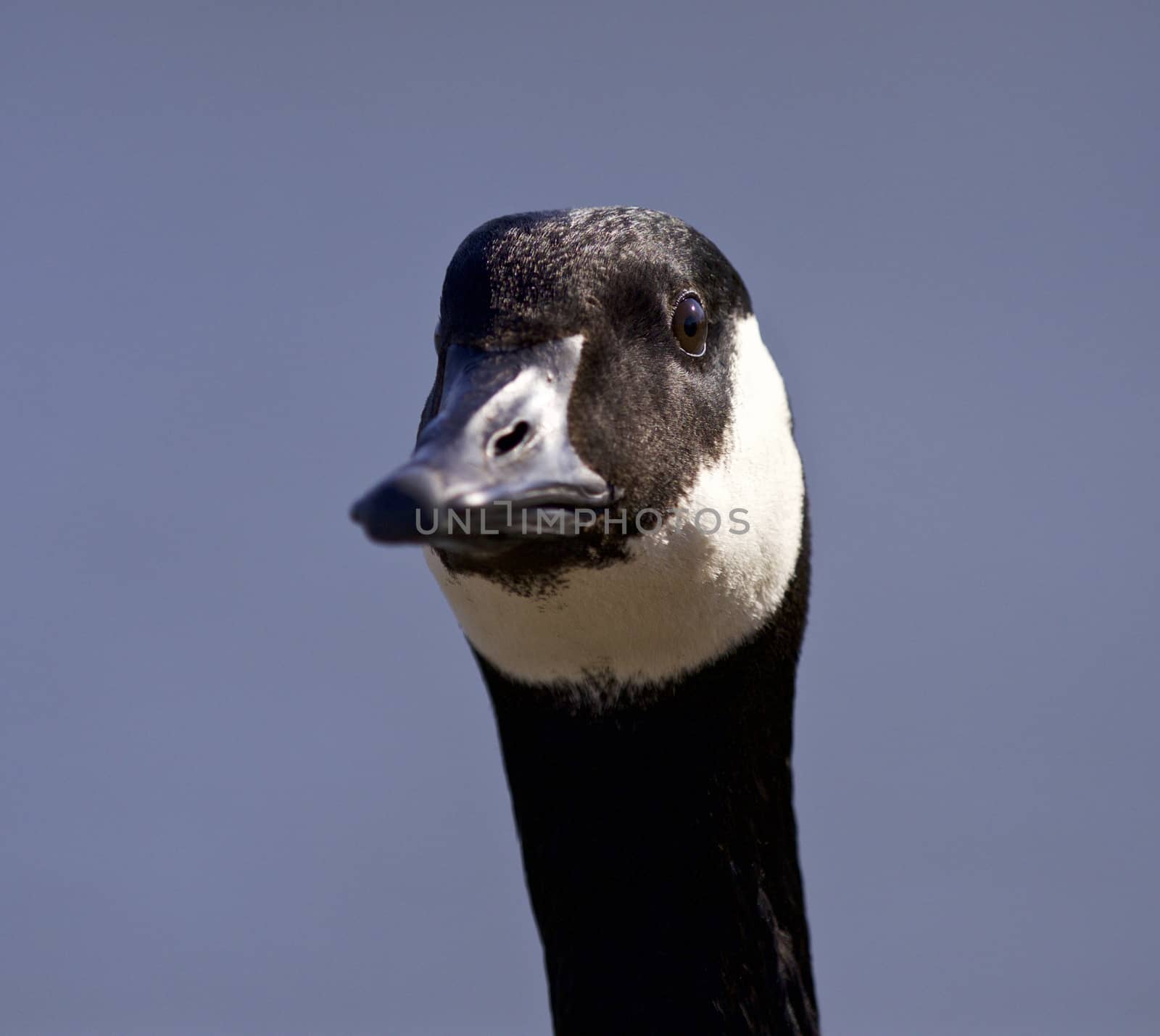 Isolated portrait of a cute Canada goose by teo