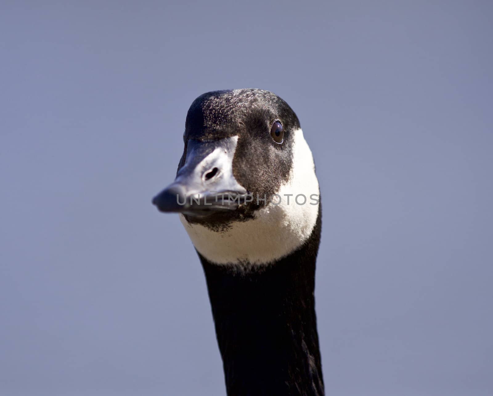 Isolated funny photo of a cute Canada goose by teo