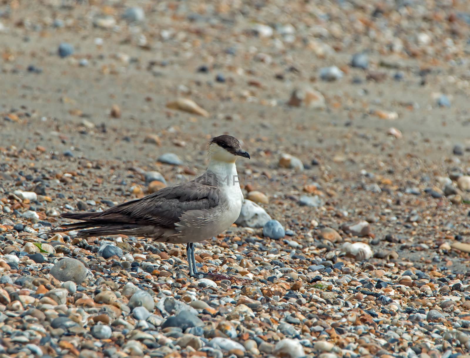 Fourth summer Long-tailed Skua on seashore