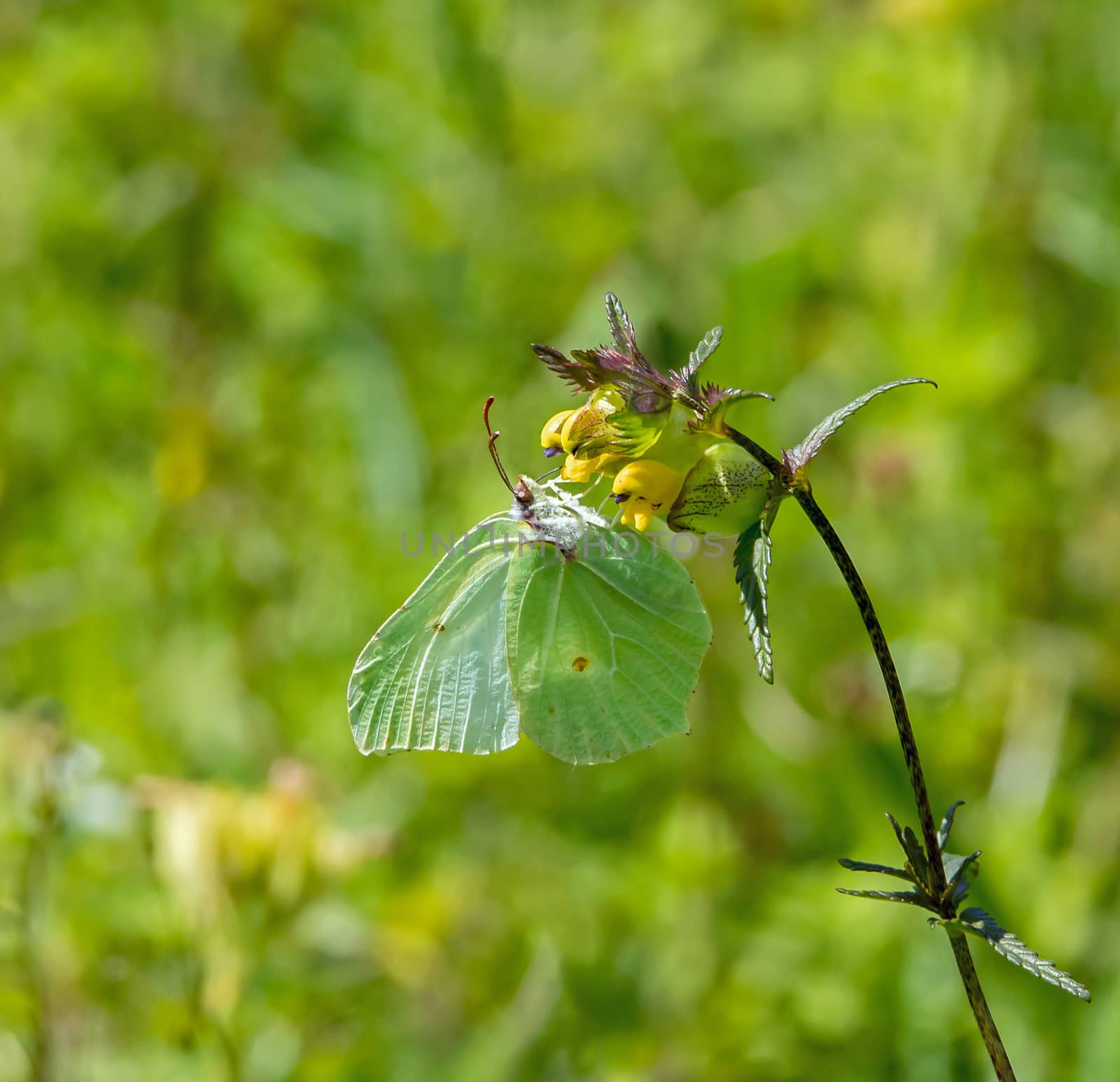 Brimstone Butterfly on Yellow Rattle