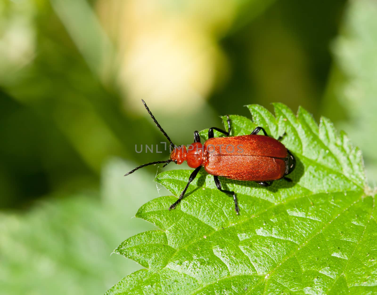 Bright red Cardinal Beetle