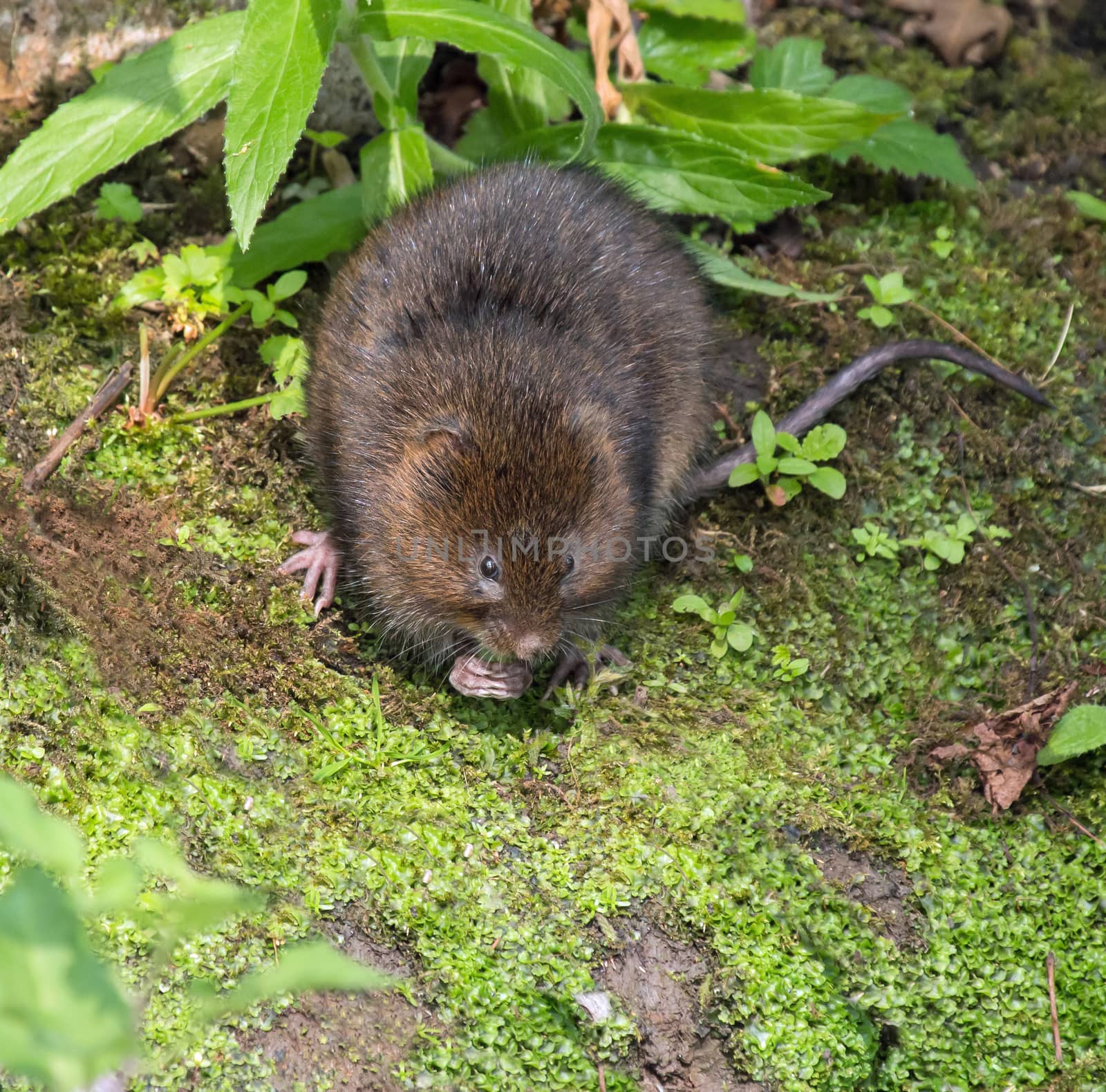 Water Vole on riverbank, eating