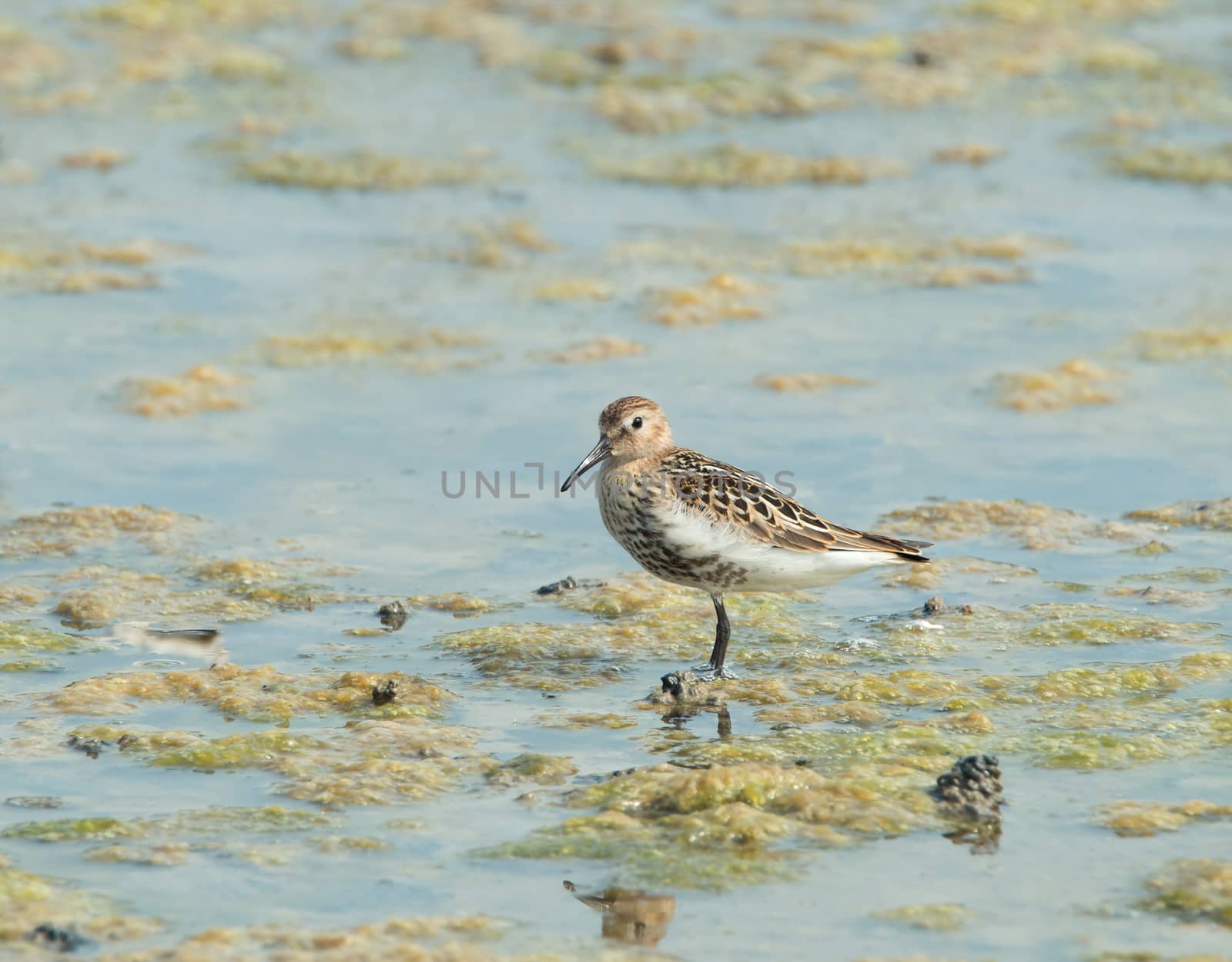 Small wading or shorebird Dunlin