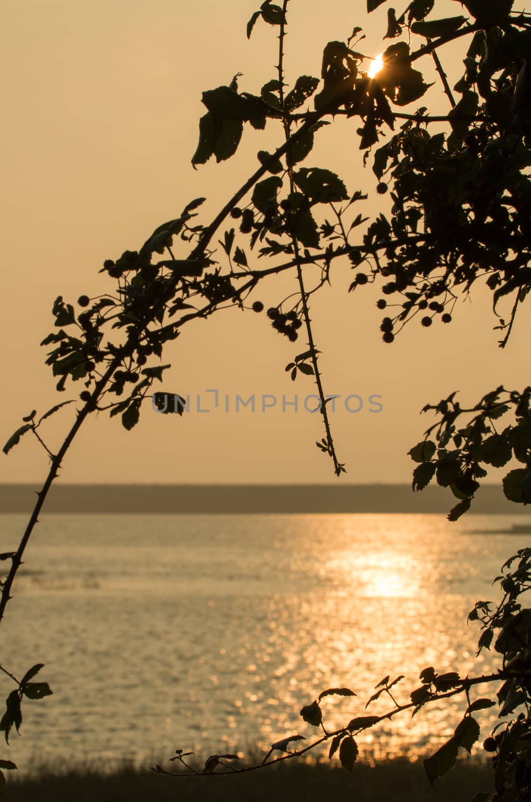 Bramble silhouetted against early morning sun with sunlight reflected across Pagham Harbour