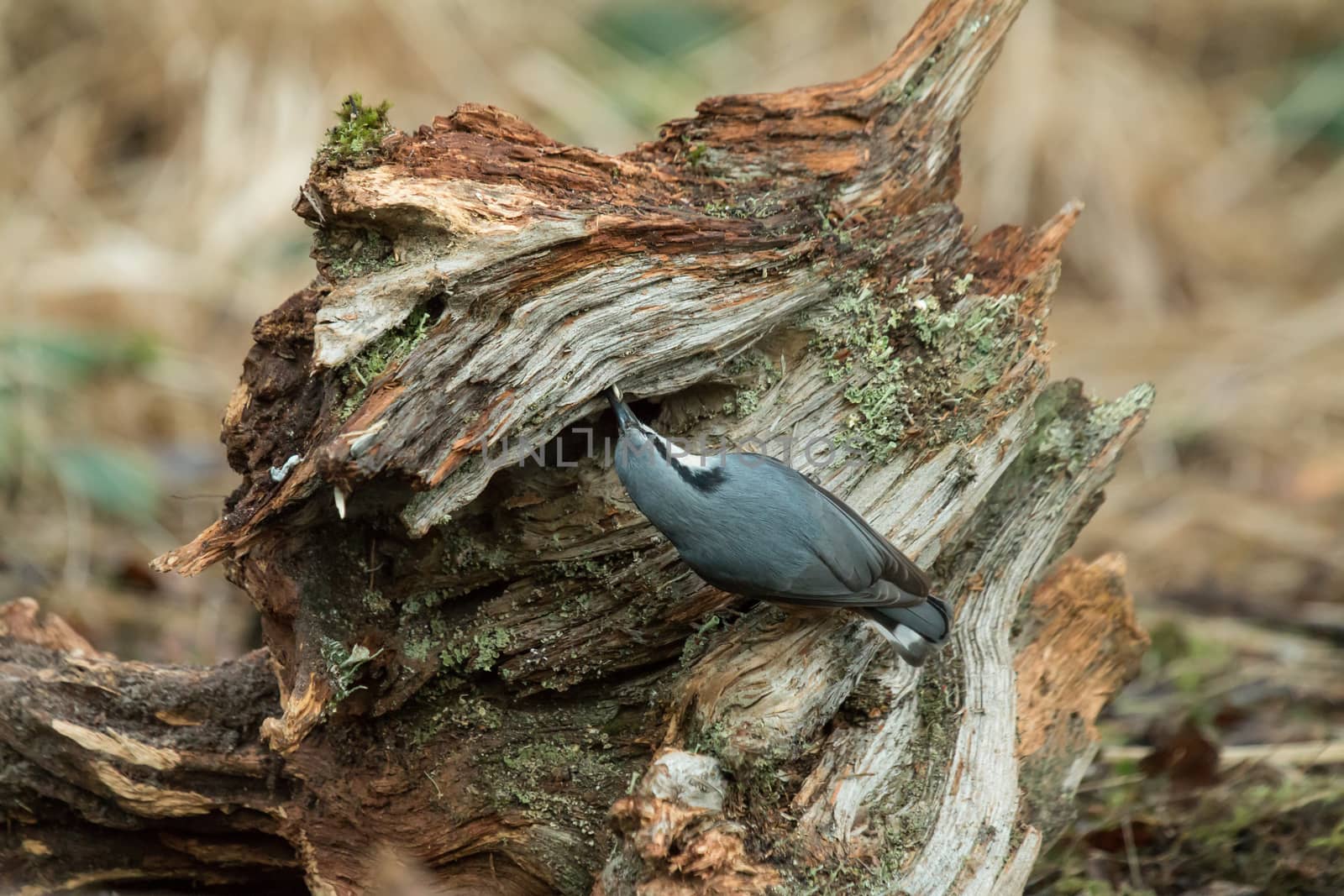 Eurasian Nuthatch looking for somewhere to hide a seed.