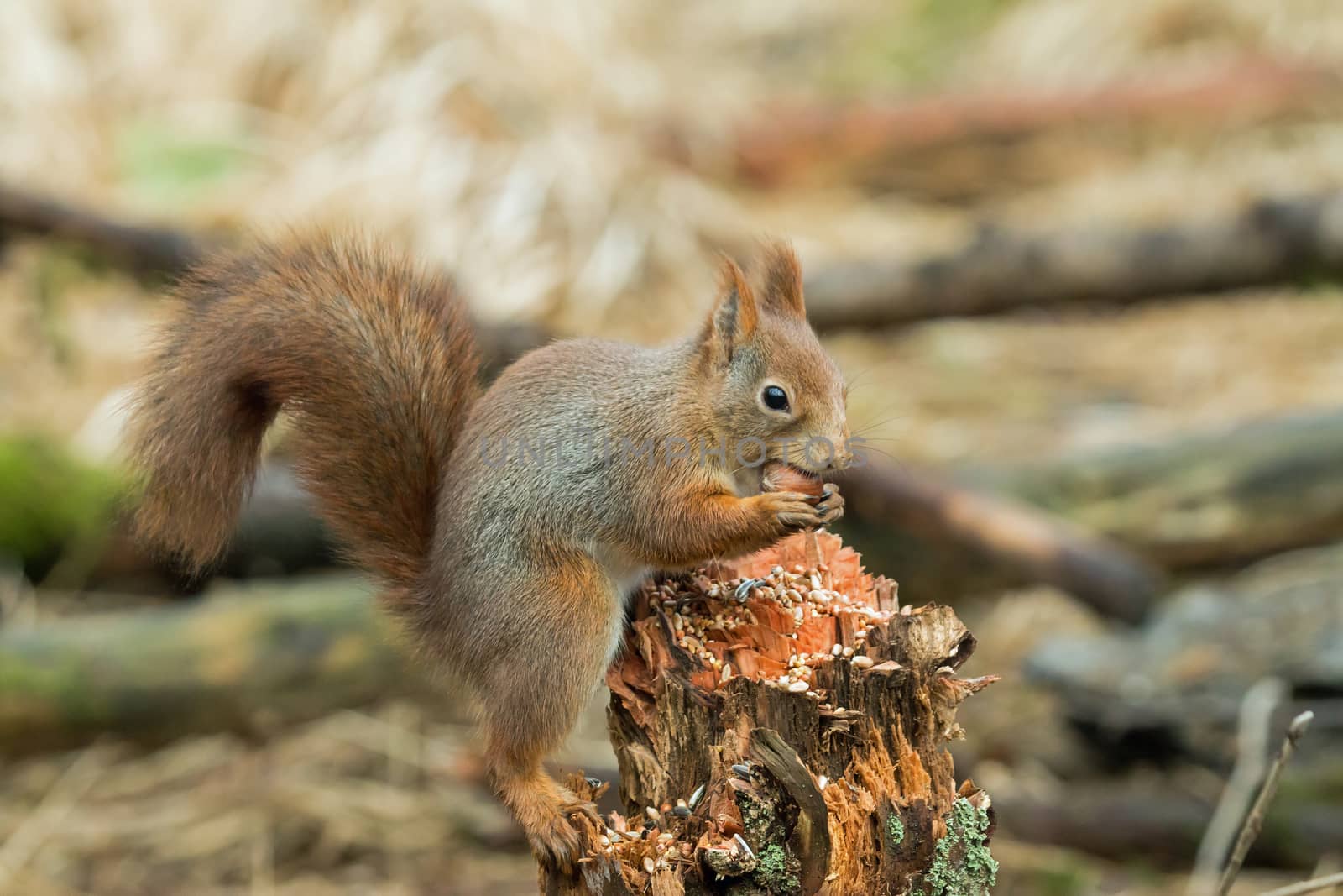 Red Squirrel with Hazel Nut in Norwegian woodland