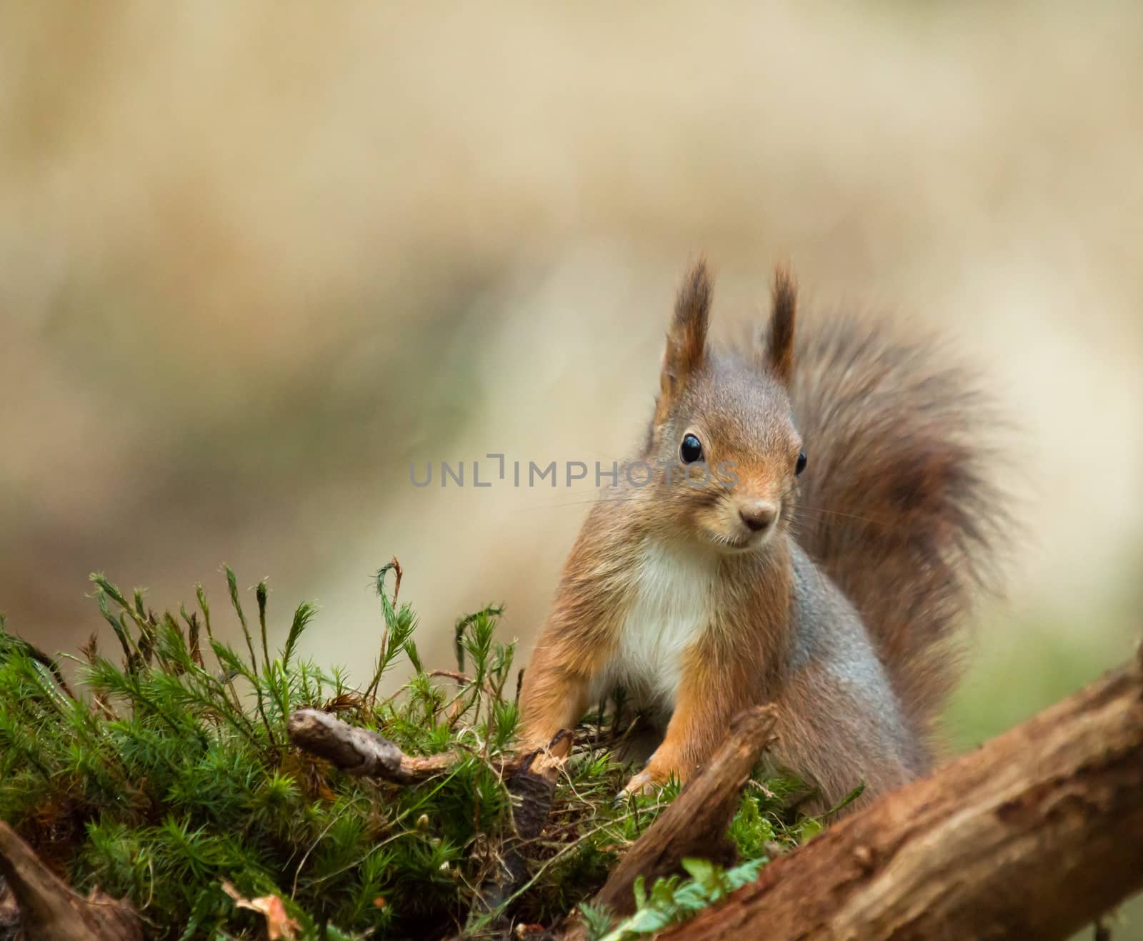 Red Squirrel in woodland