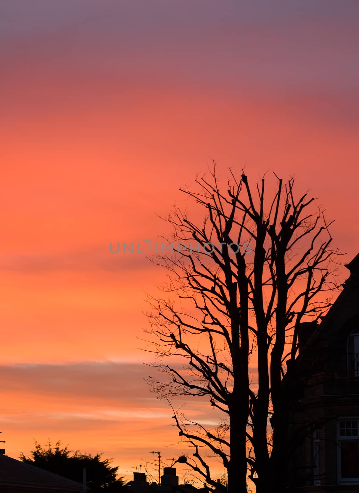 Sunset with silhouettes of trees and buildings.