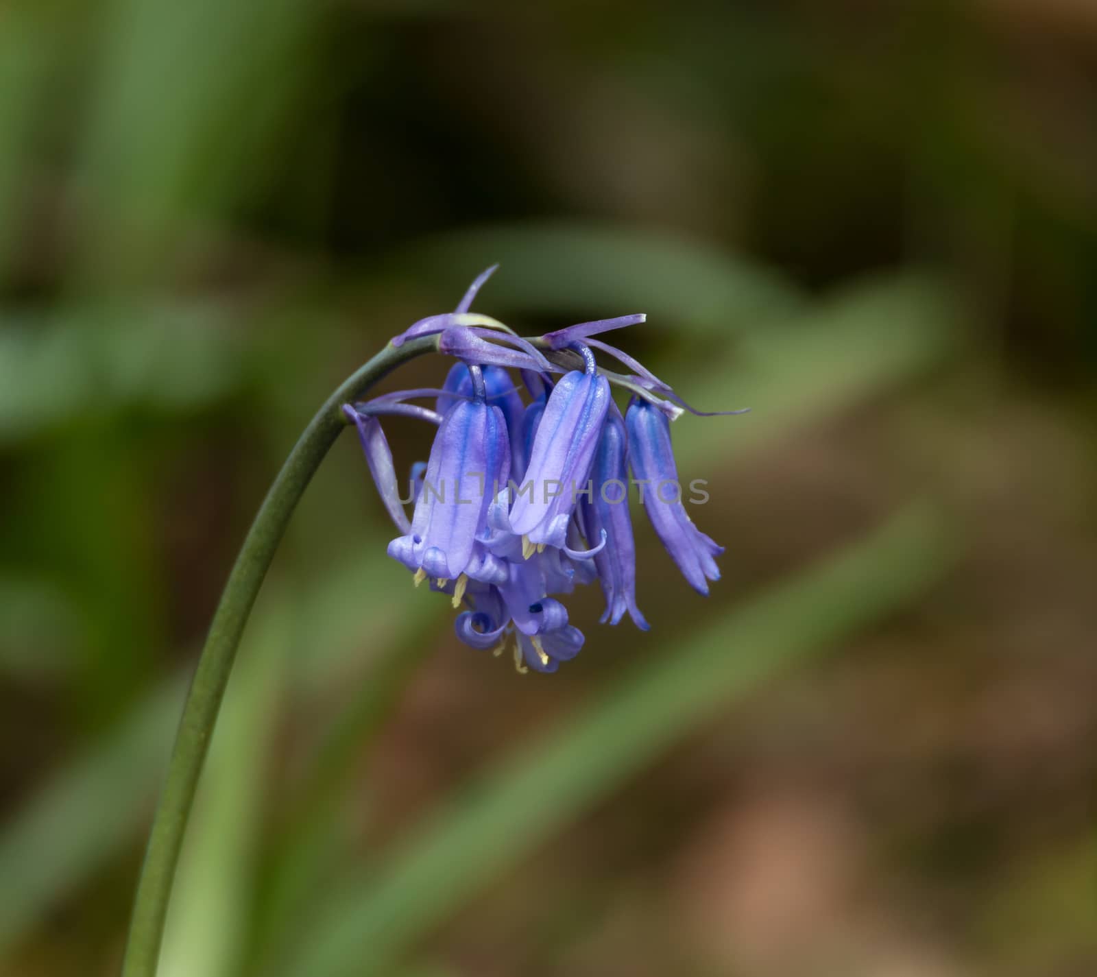 Native Bluebells in English woodland in springtime.