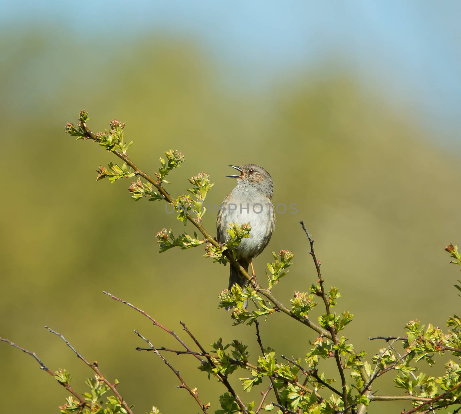 Small bird Dunnock singing from shrub.