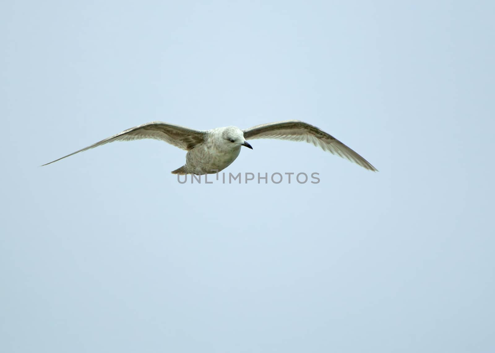 Vagrant first winter Kumlien's Gull photographed in Littlehampton, Sussex, during April 2014.