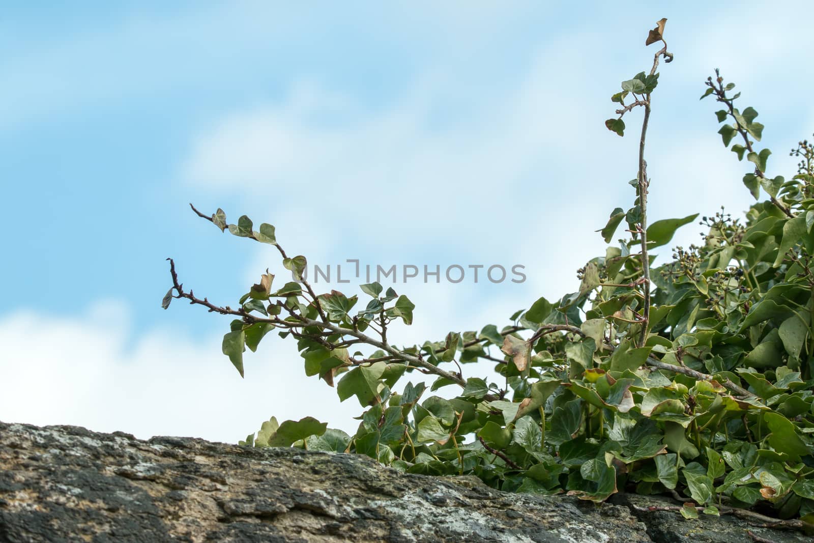 Ivy growing on old wall, against blue sky with clouds.