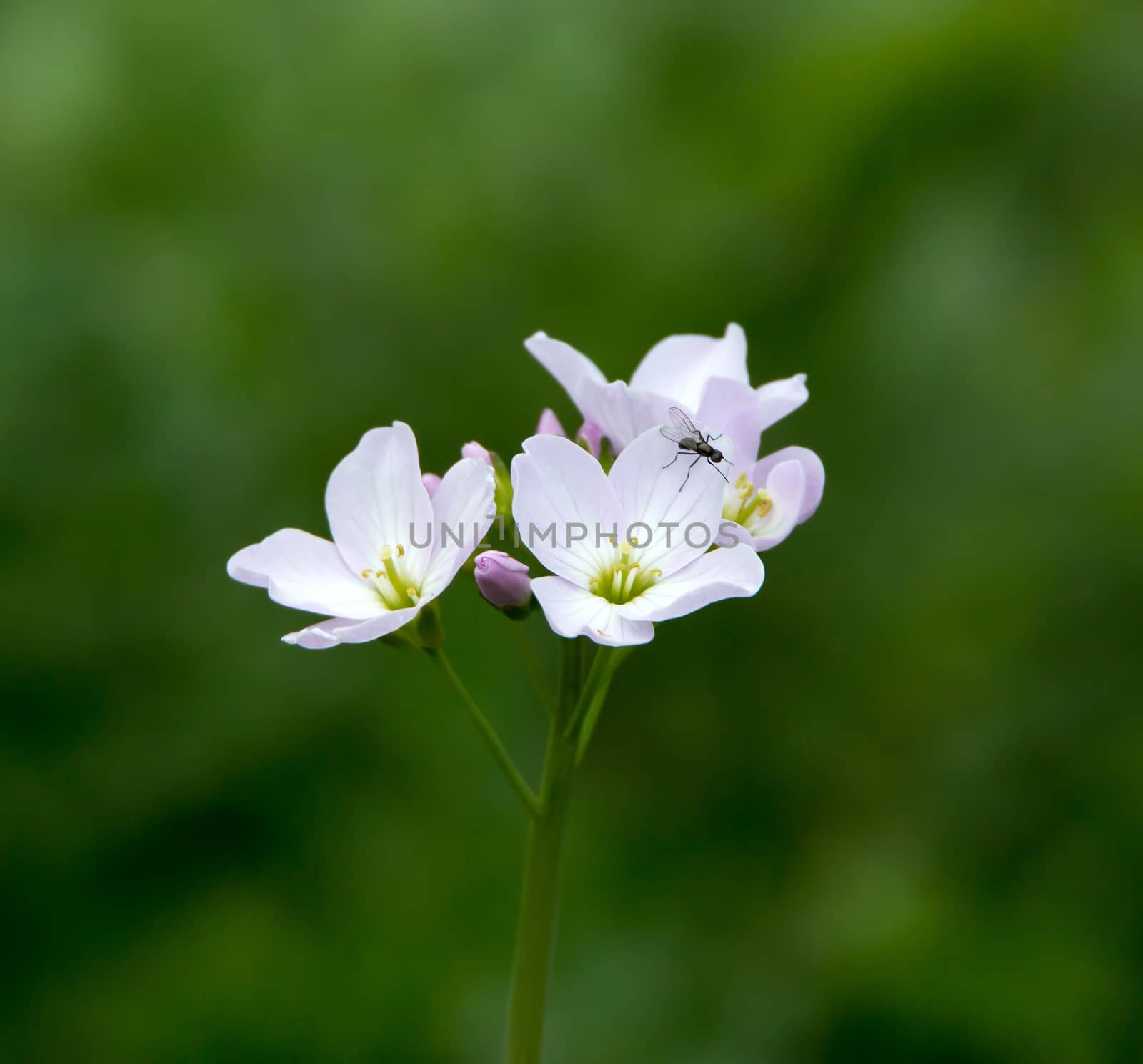 Wild flower Lady's Smock or Cuckoo Flower, with insect.