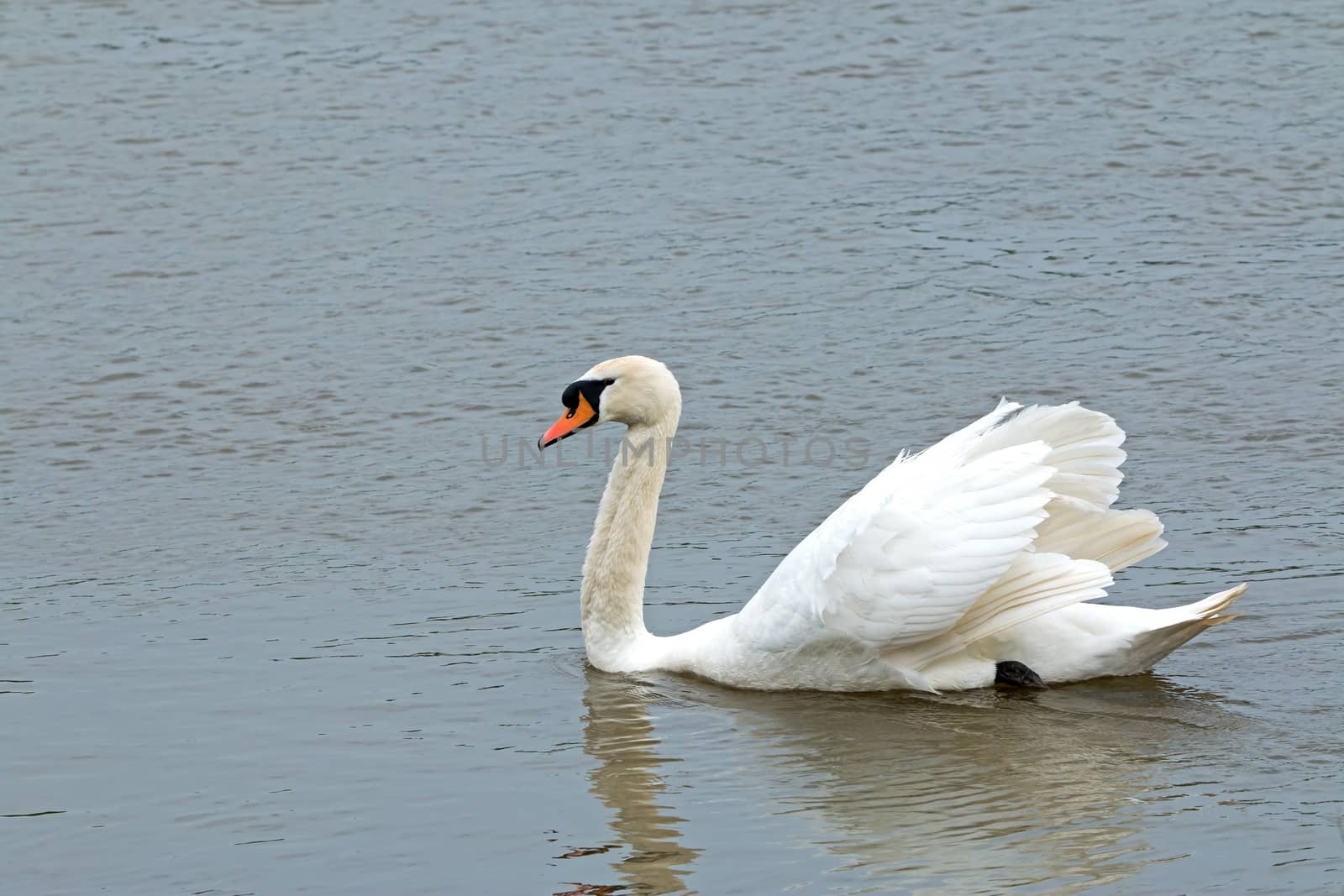 Adult Mute Swan, gliding on river with wings slightly spread.