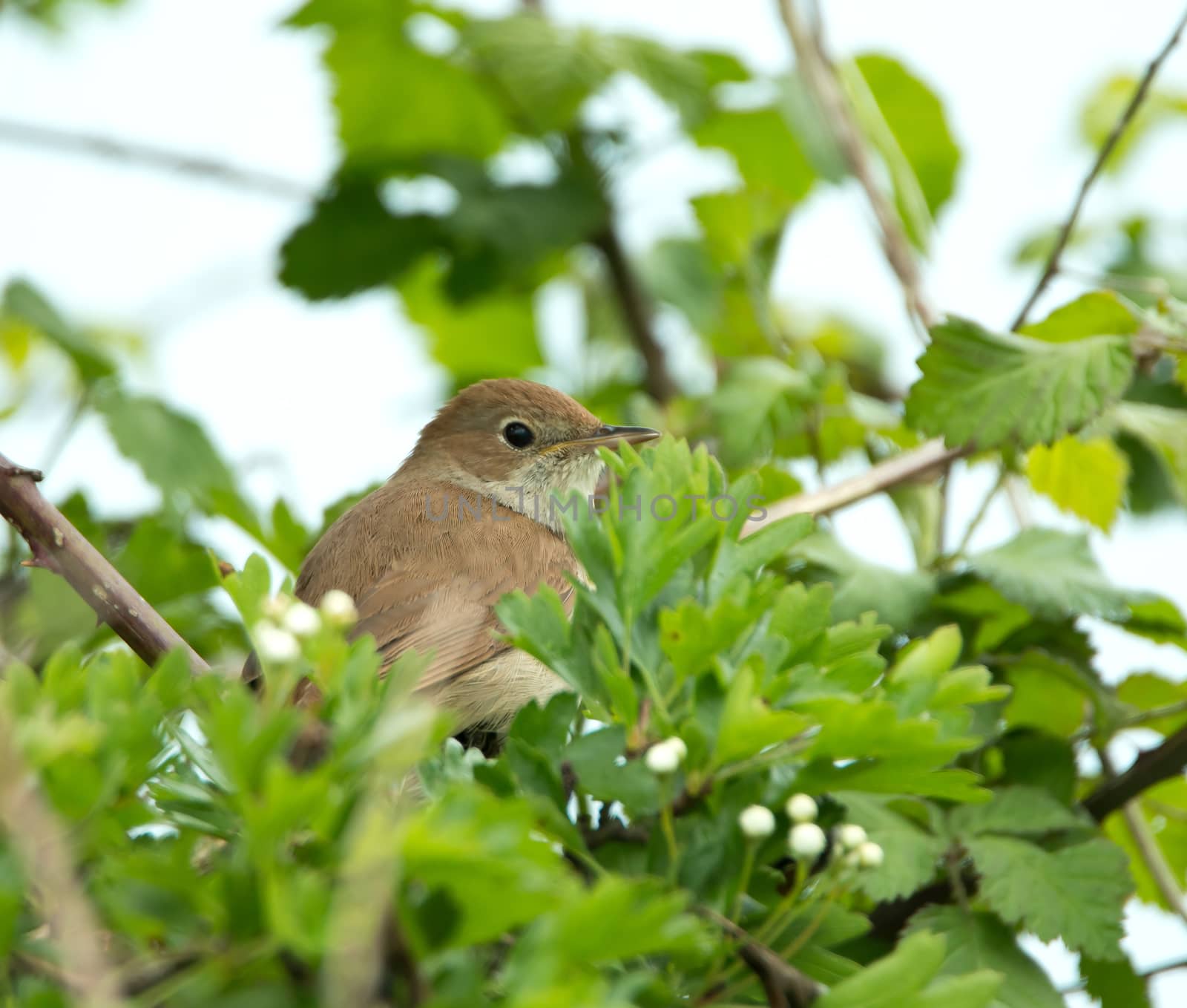 Nightingale partly concealed in tree