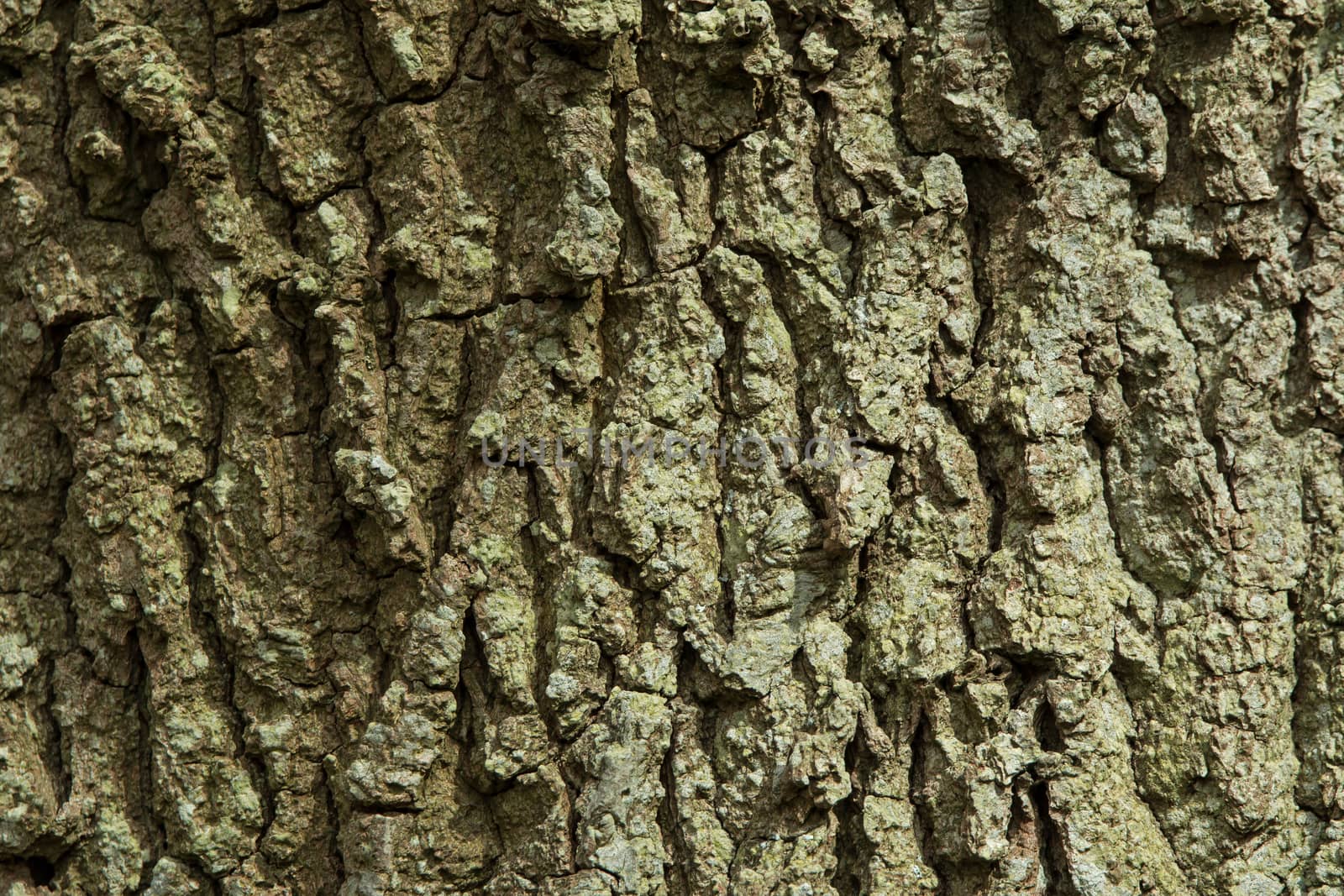 Deeply fissured bark of Oak Tree in English woodland
