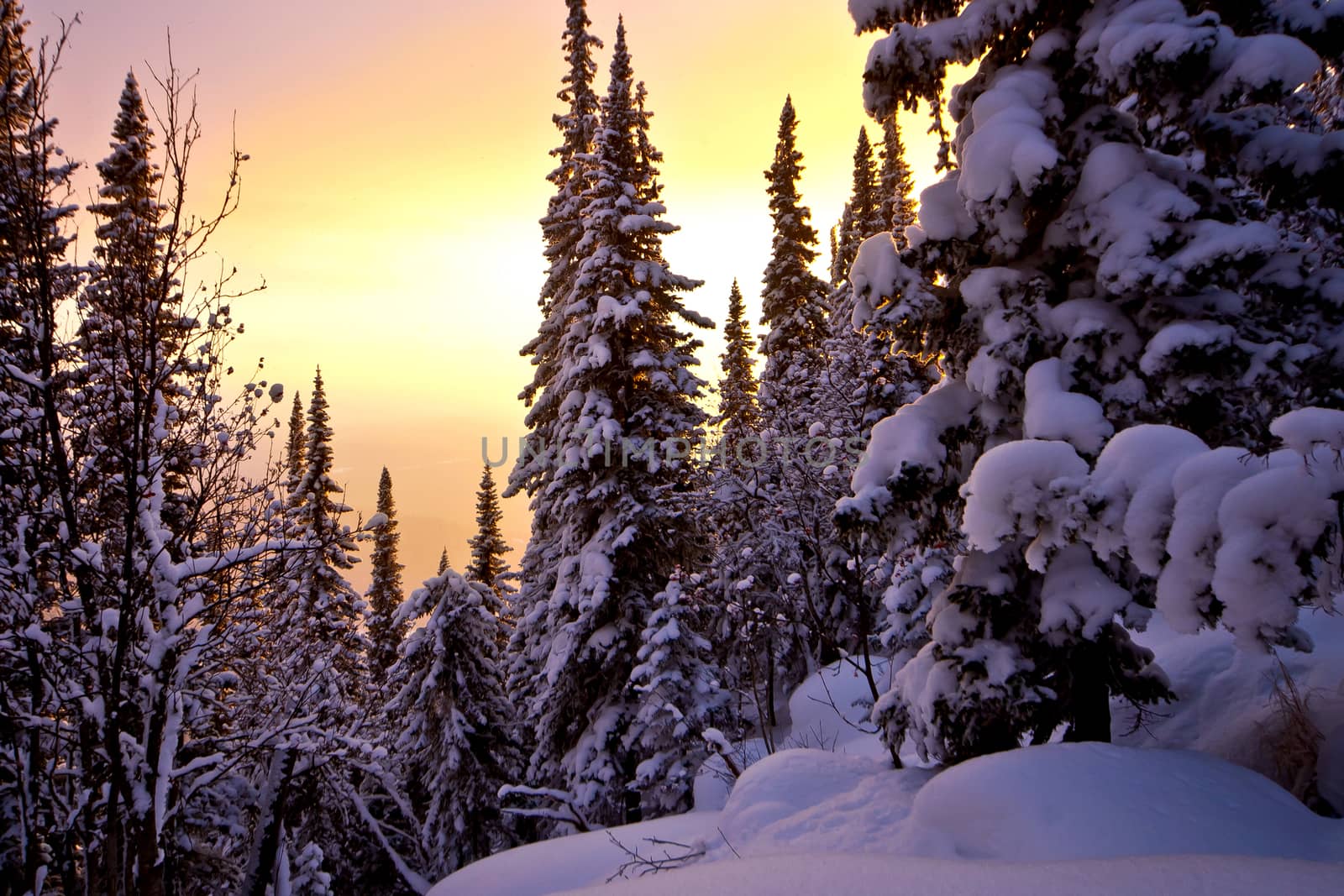 Sunset in the winter forest in siberia