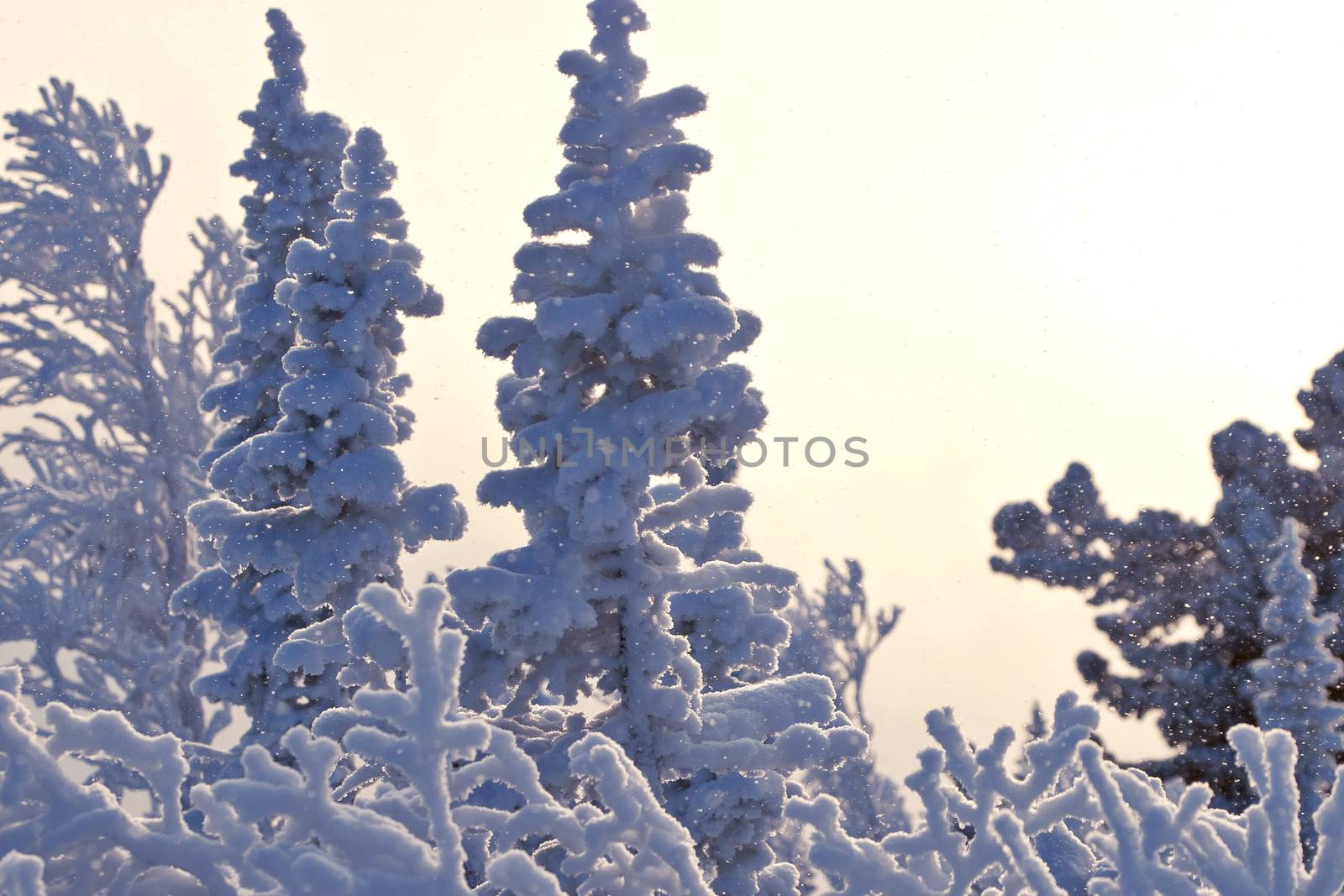 Tree branches in the snow in siberia