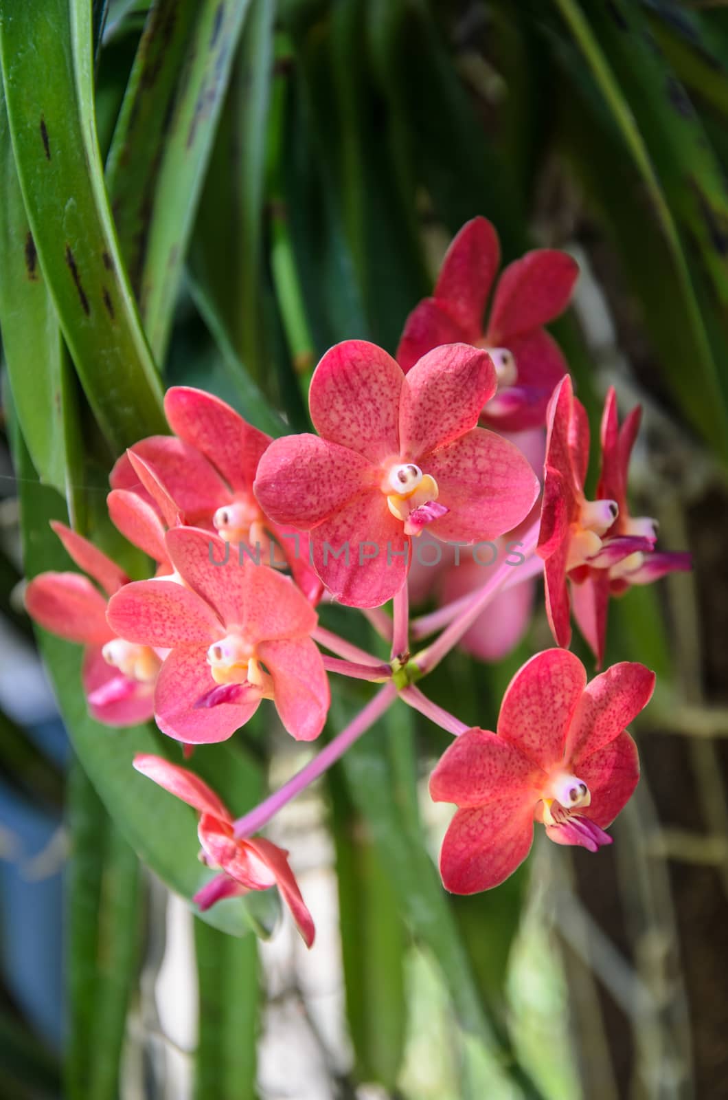 Beautiful red orchids Close up
