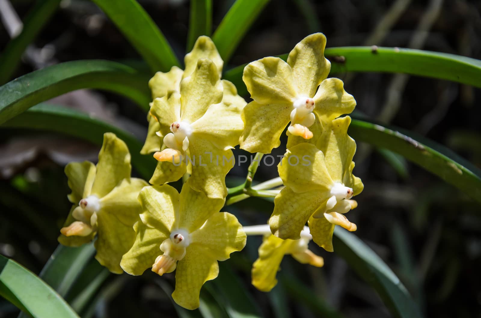 Beautiful yellow orchids Close up by worrayuth