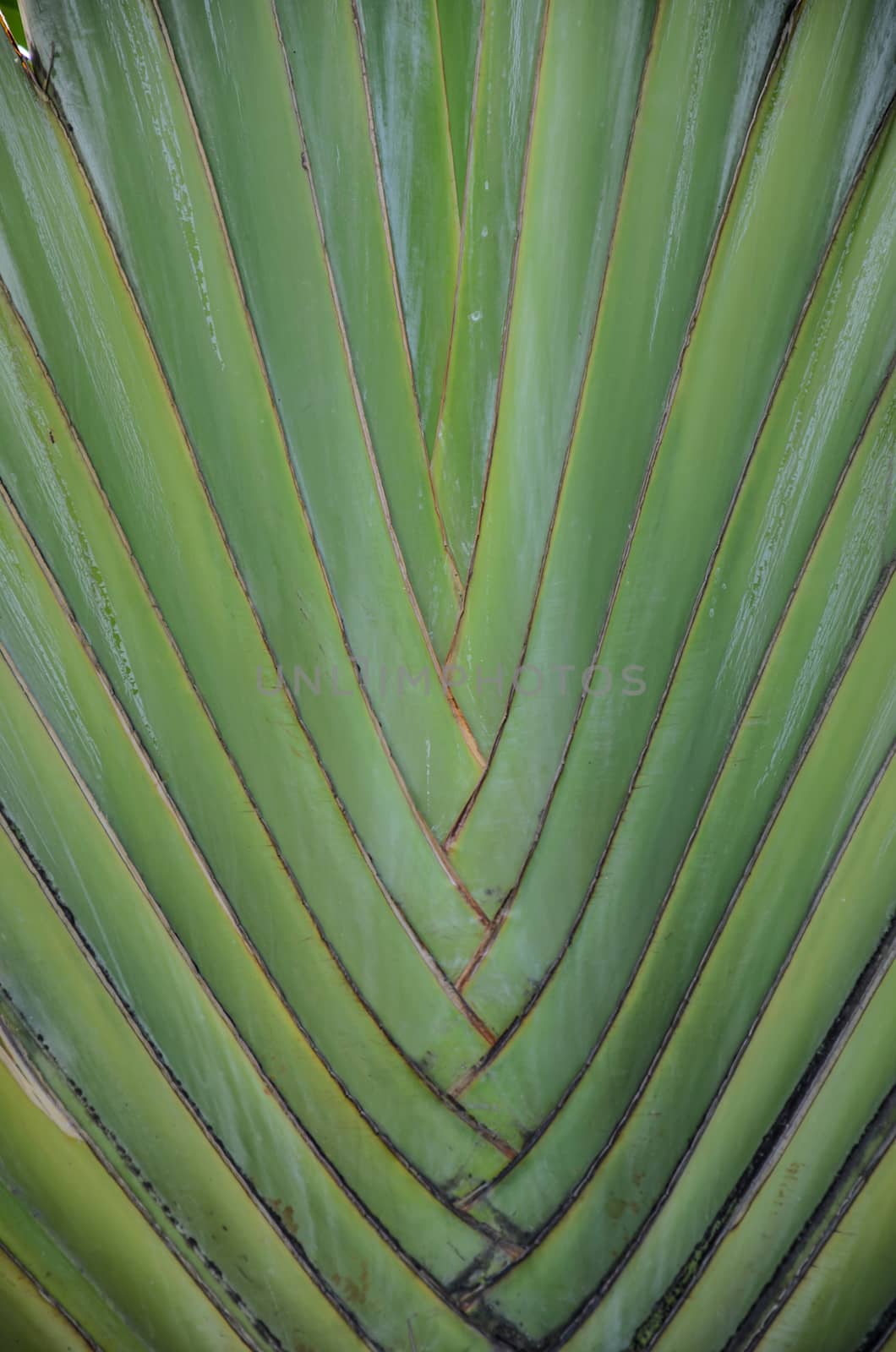 Green leaf texture of a plant close up by worrayuth