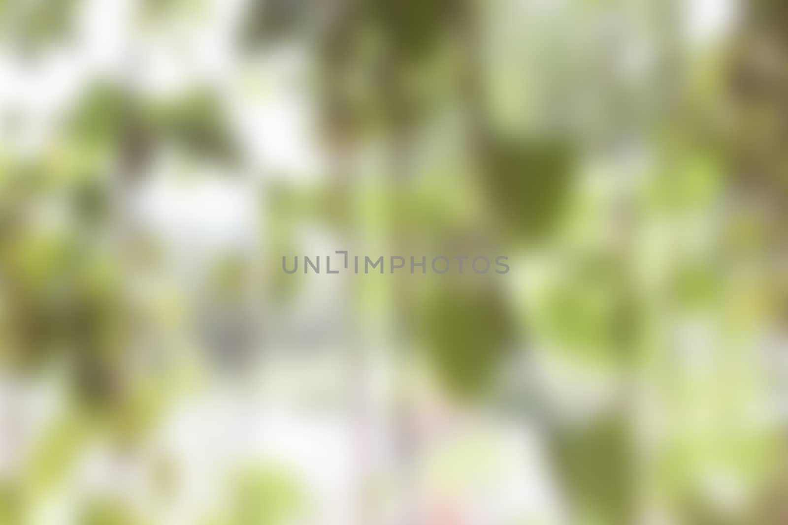 Green blur abstract background from hanging plant, stock photo