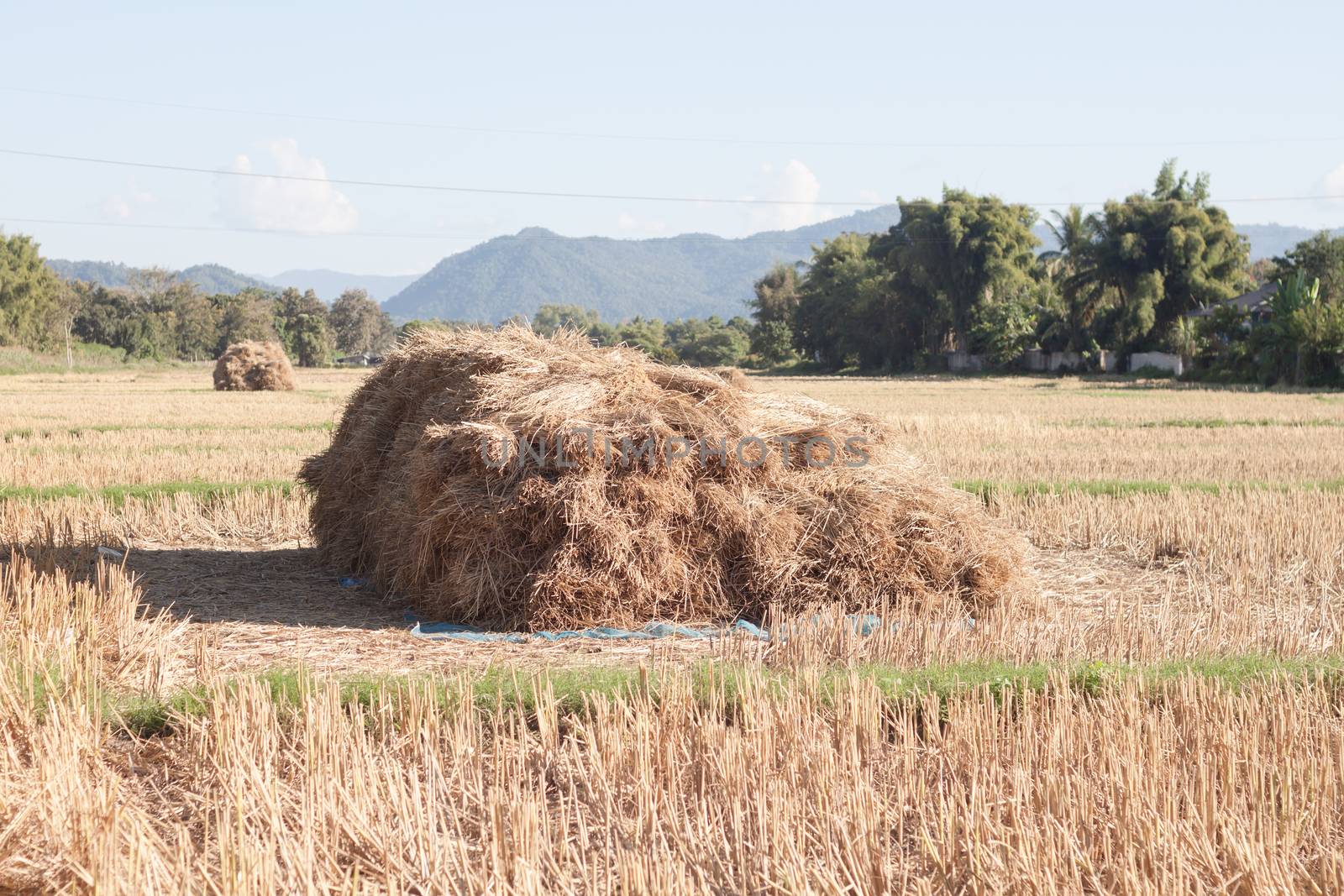 Harvested rice in rice field in Thailand, stock photo