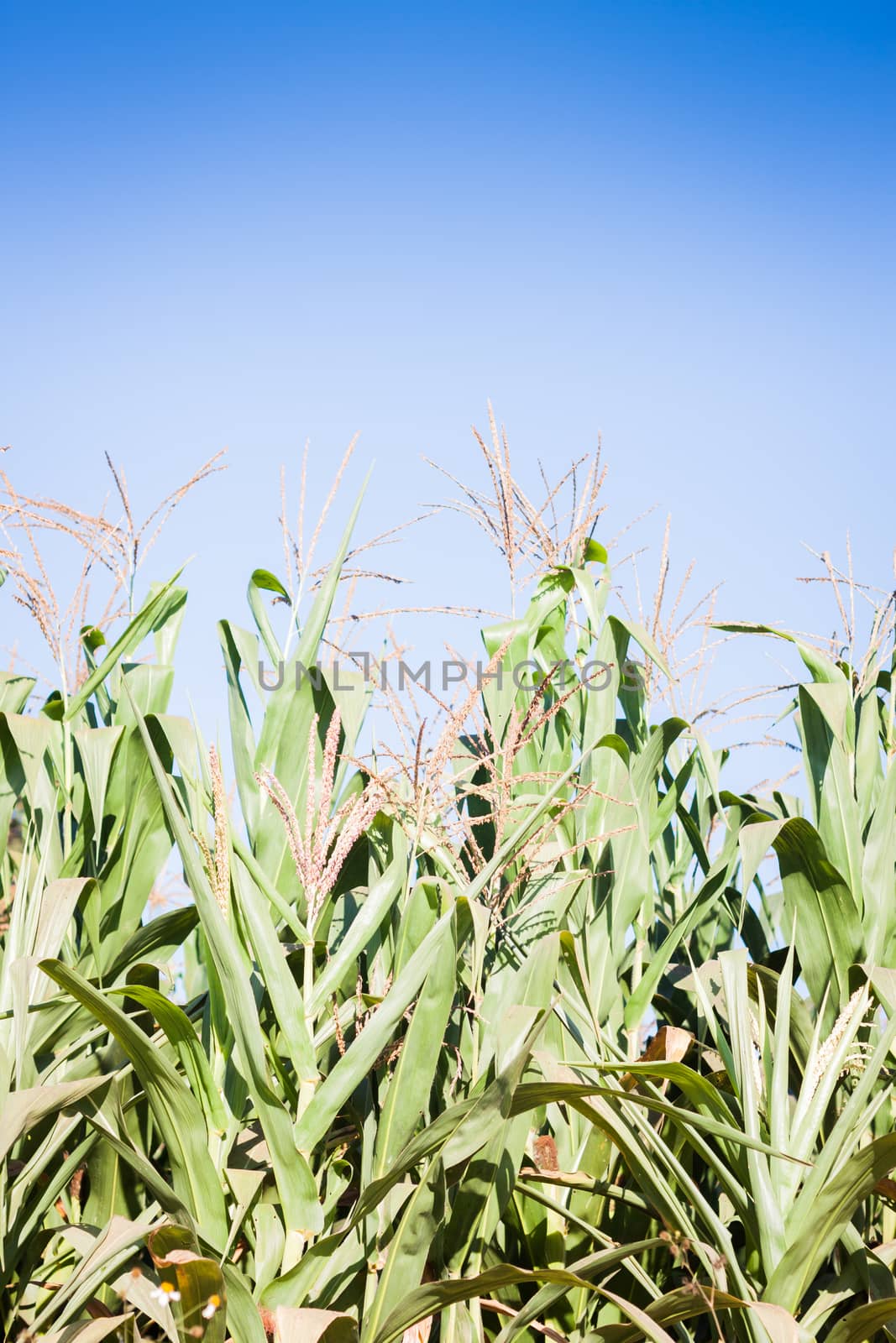 Green field of corn growing up, stock photo