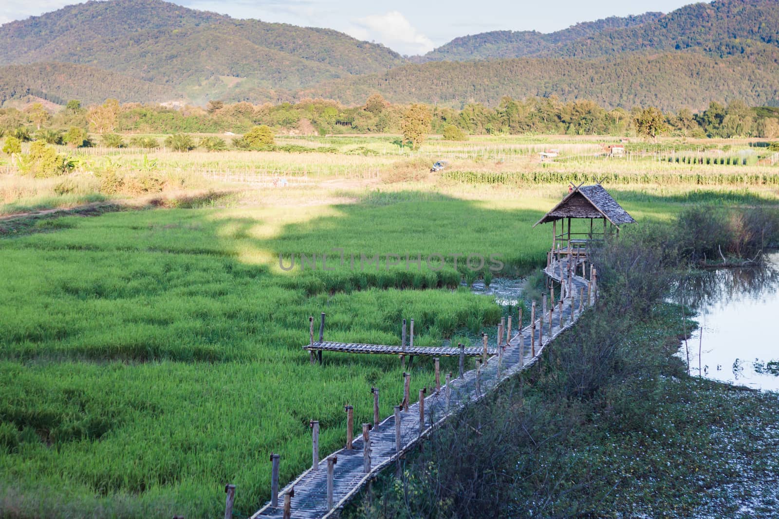Green rice field in Chiang rai, Thailand, stock photo