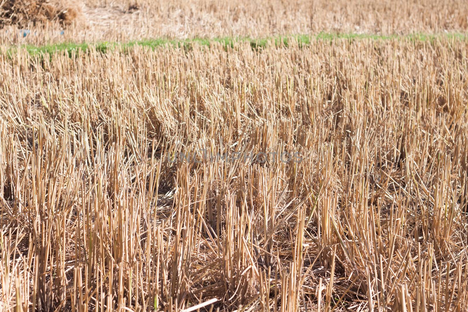 Harvested rice in rice field in Thailand, stock photo