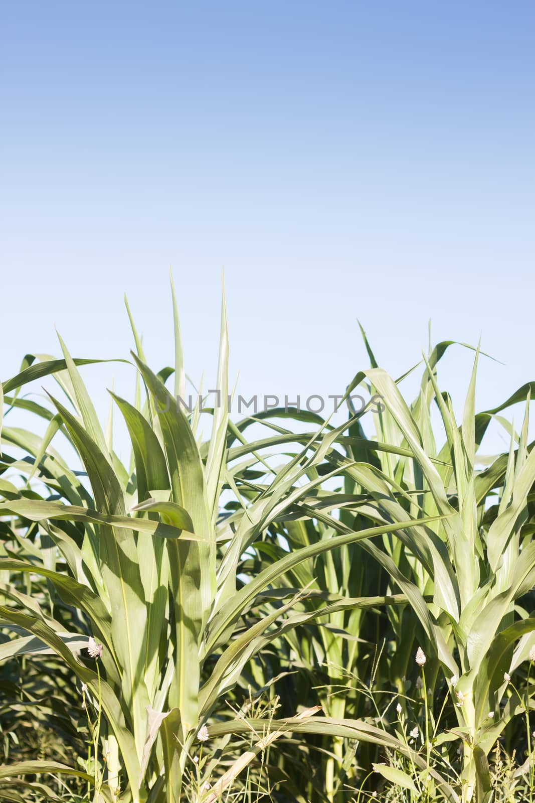 Green field of corn growing up by punsayaporn