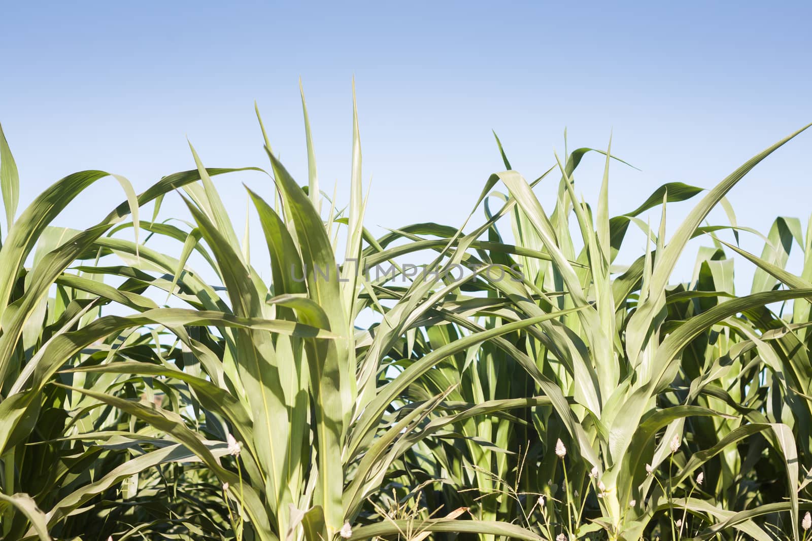 Green field of corn growing up, stock photo