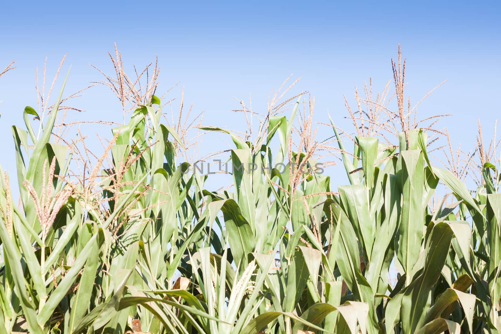 Green field of corn growing up, stock photo