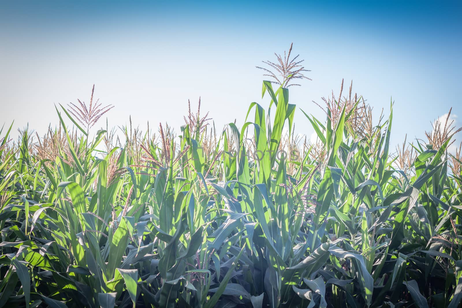 Green field of corn growing up, stock photo