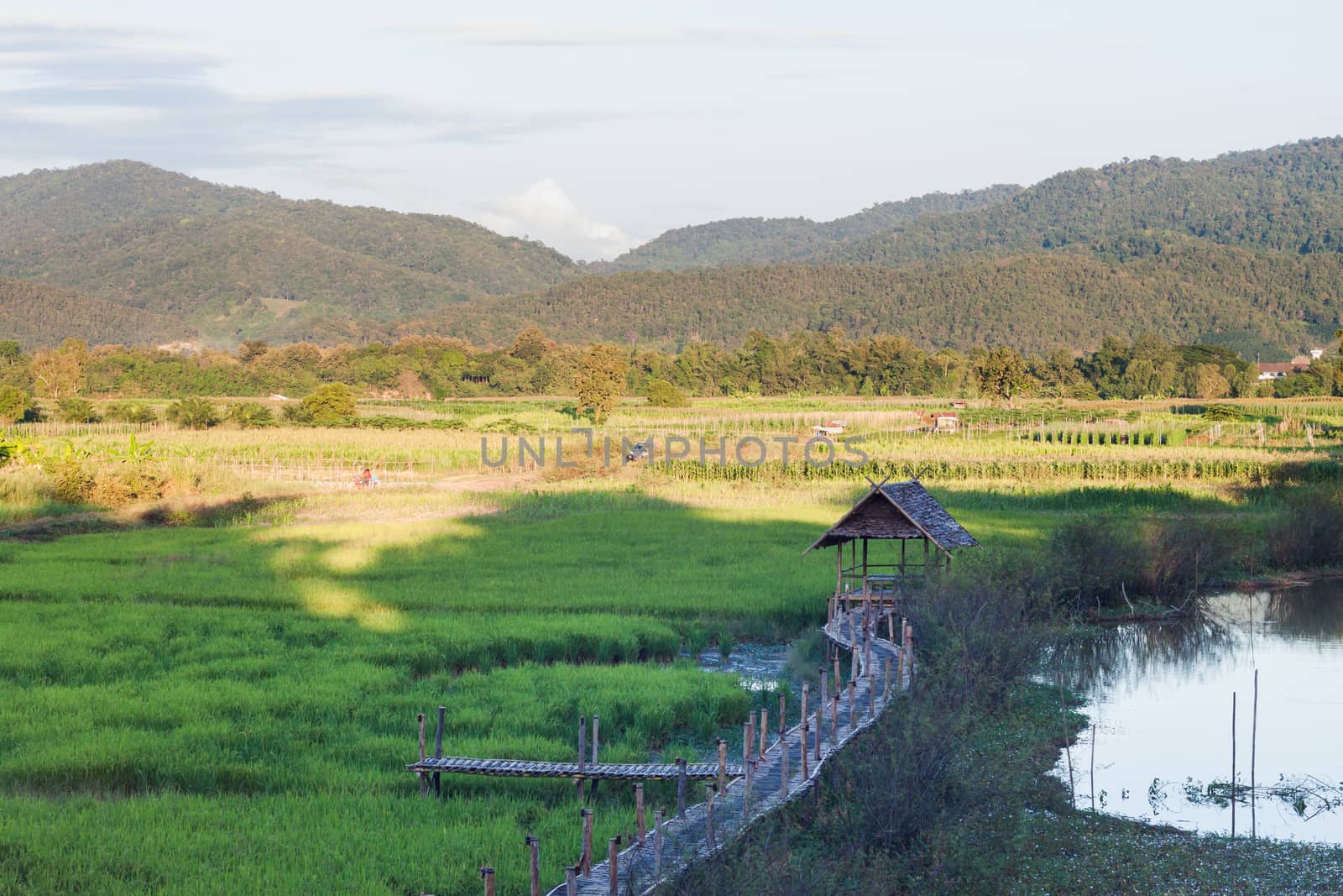 Green rice field in Chiang rai, Thailand, stock photo