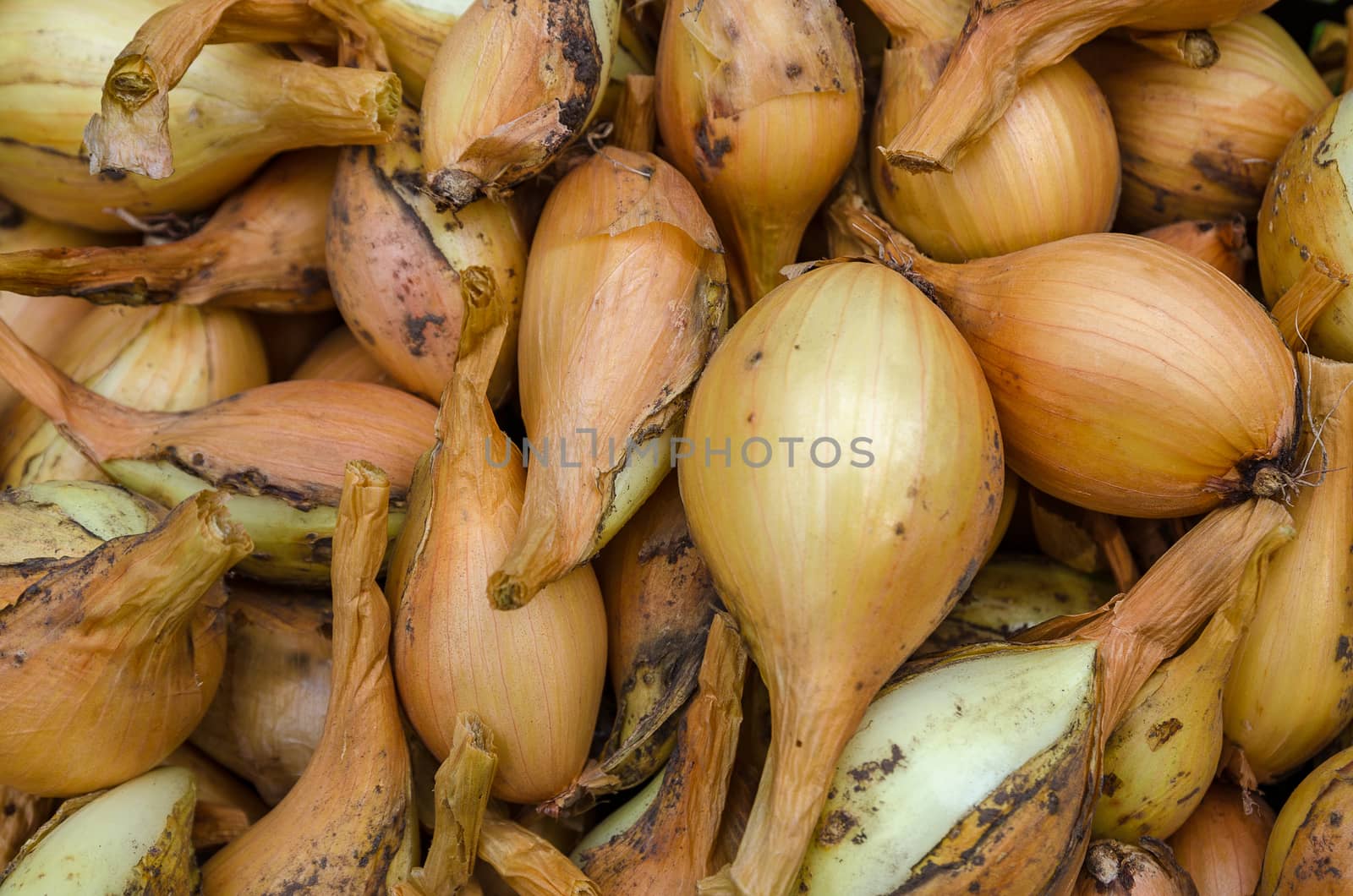 Large crop of onions in the late summer closeup outdoors