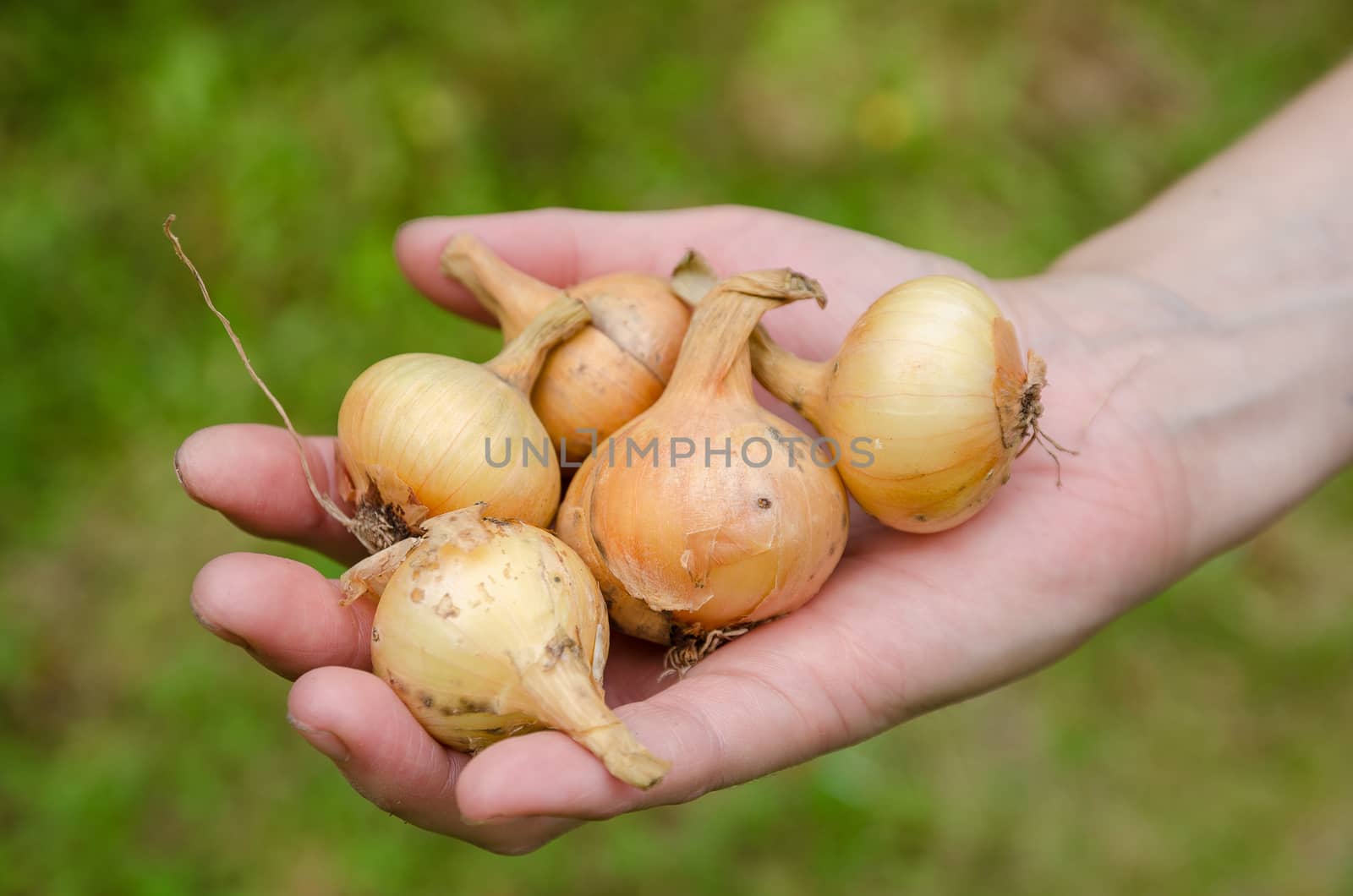 Large crop of onions in the late summer closeup outdoors