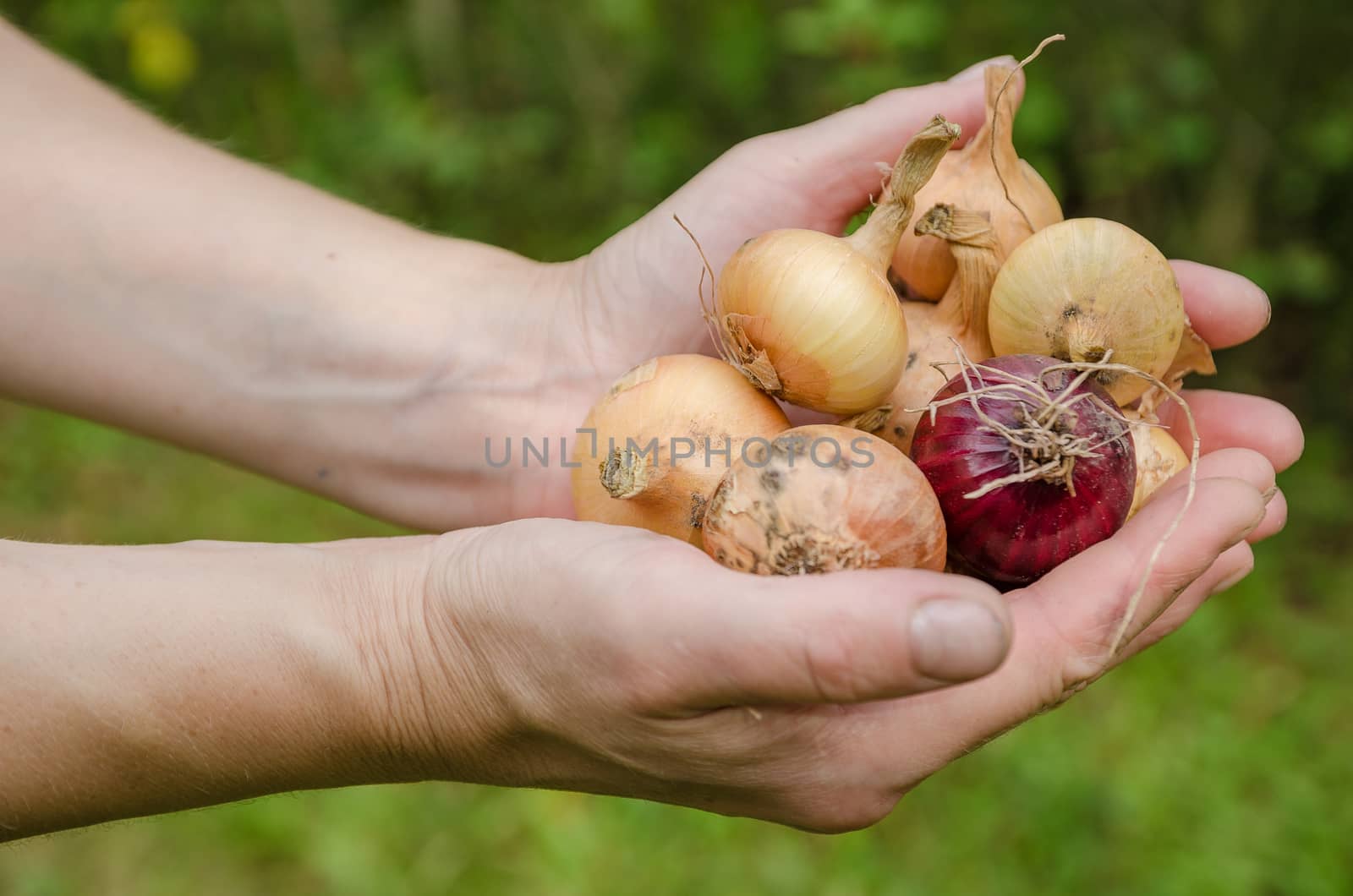 Large crop of onions in the late summer closeup outdoors
