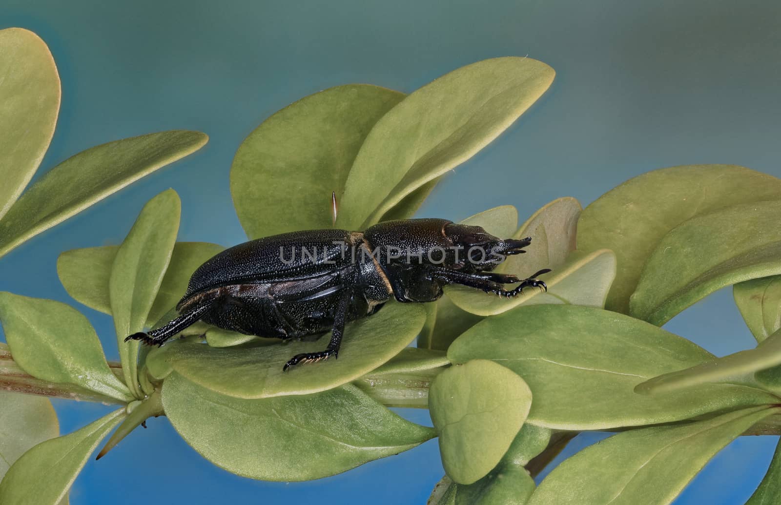 Lesser Stag Beetle on a Plant  -  Dorcus parallelipipedus (Linnaeus, 1758)