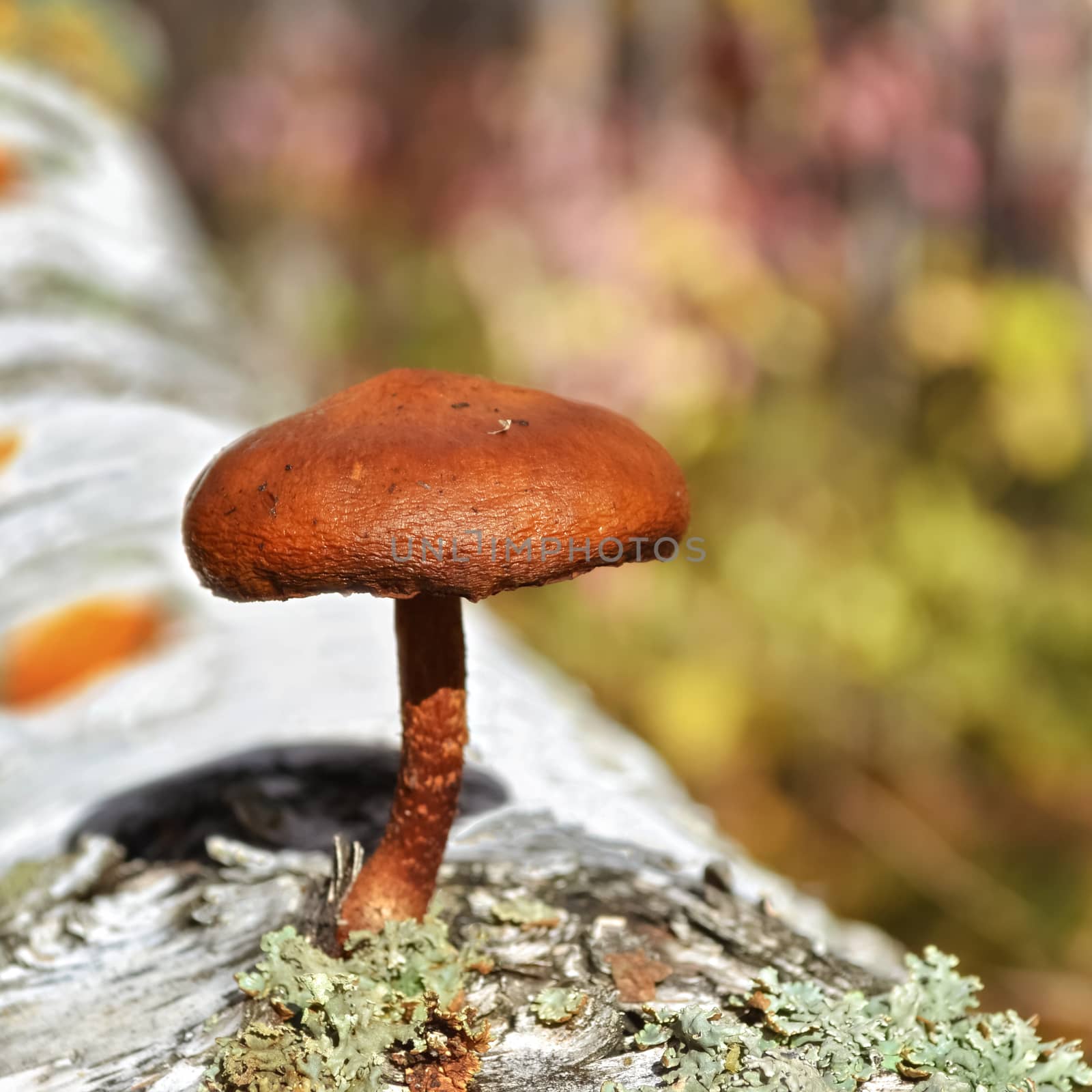 Old dried mushroom in autumn forest grows on a fallen tree trunk. Blurred background, bokeh.