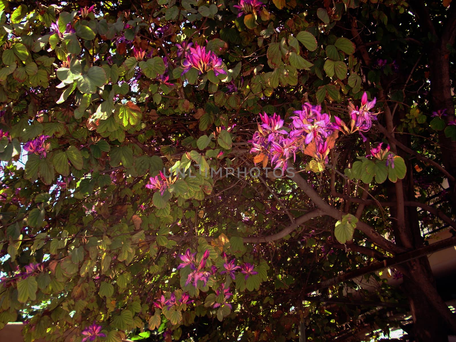 Bauhinia orchid tree with lilac flowers