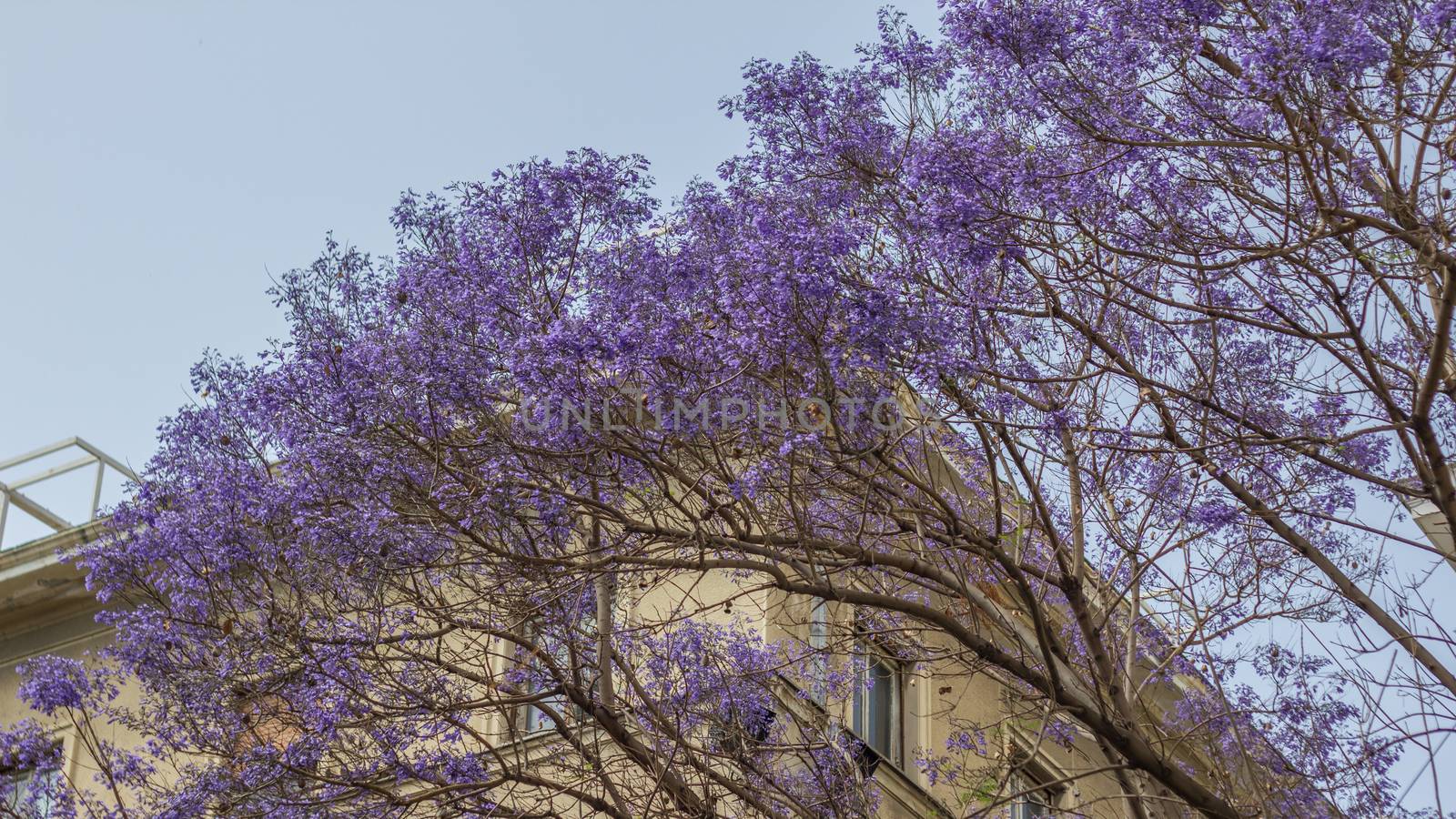 Flowering tree lilac flowers. by Irarlaki