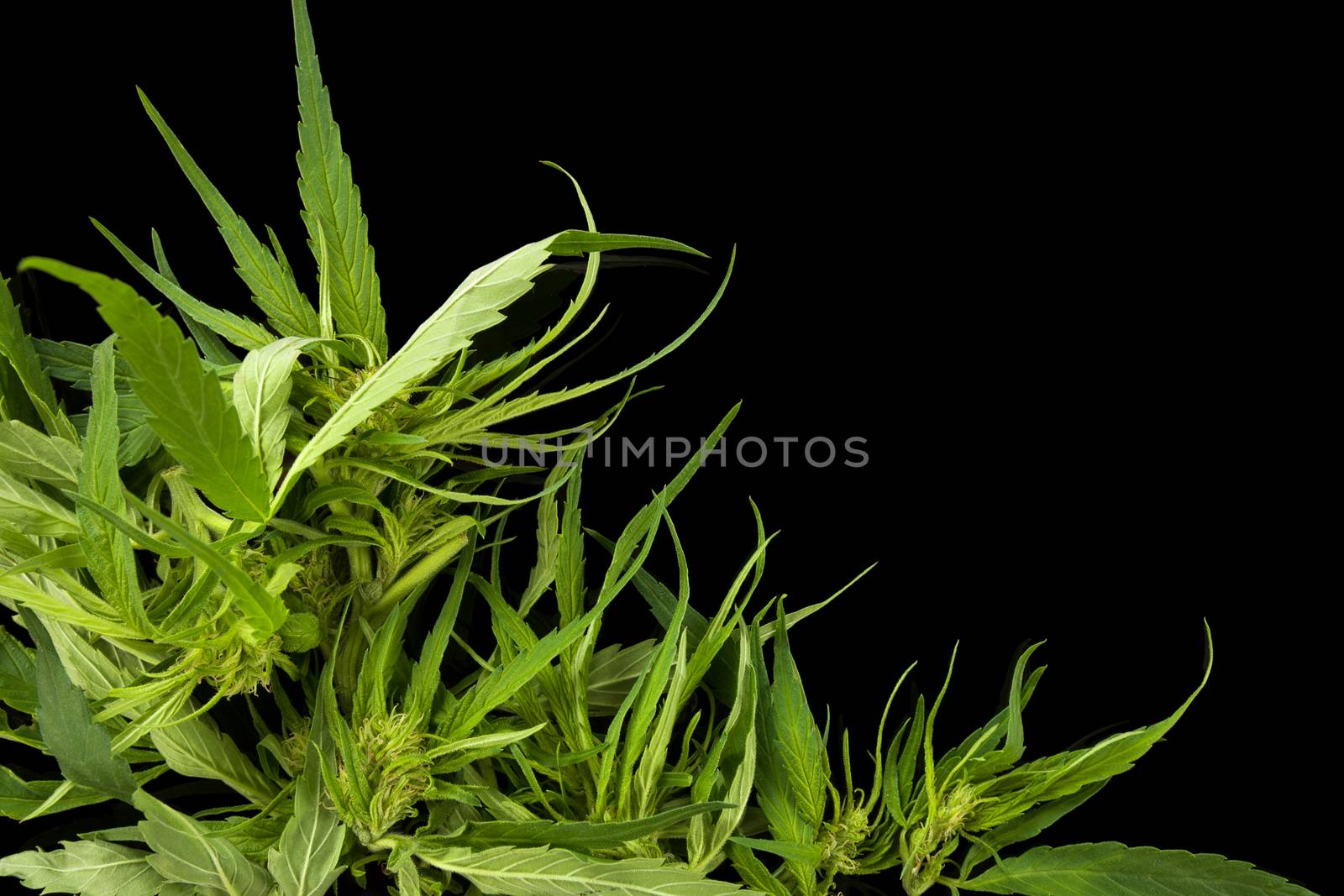 Cannabis background with copy space. by eskymaks