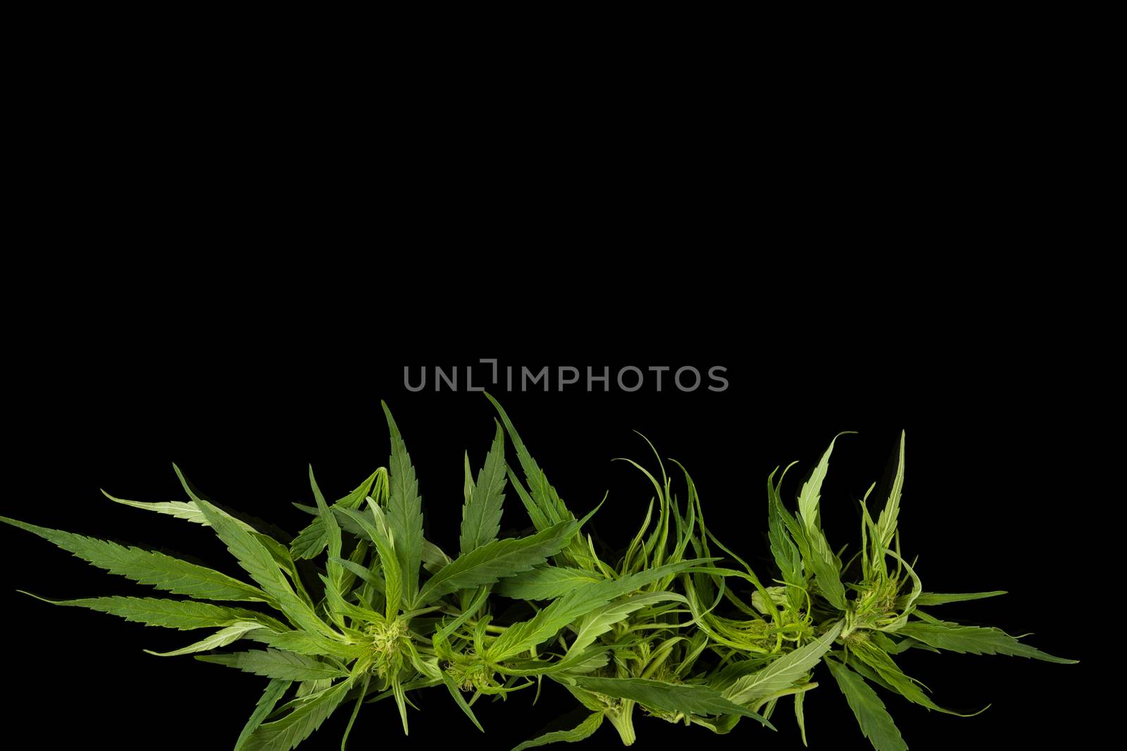 Cannabis background with copy space. Marijuana leaves and buds on black background top view. Alternative medicine. 